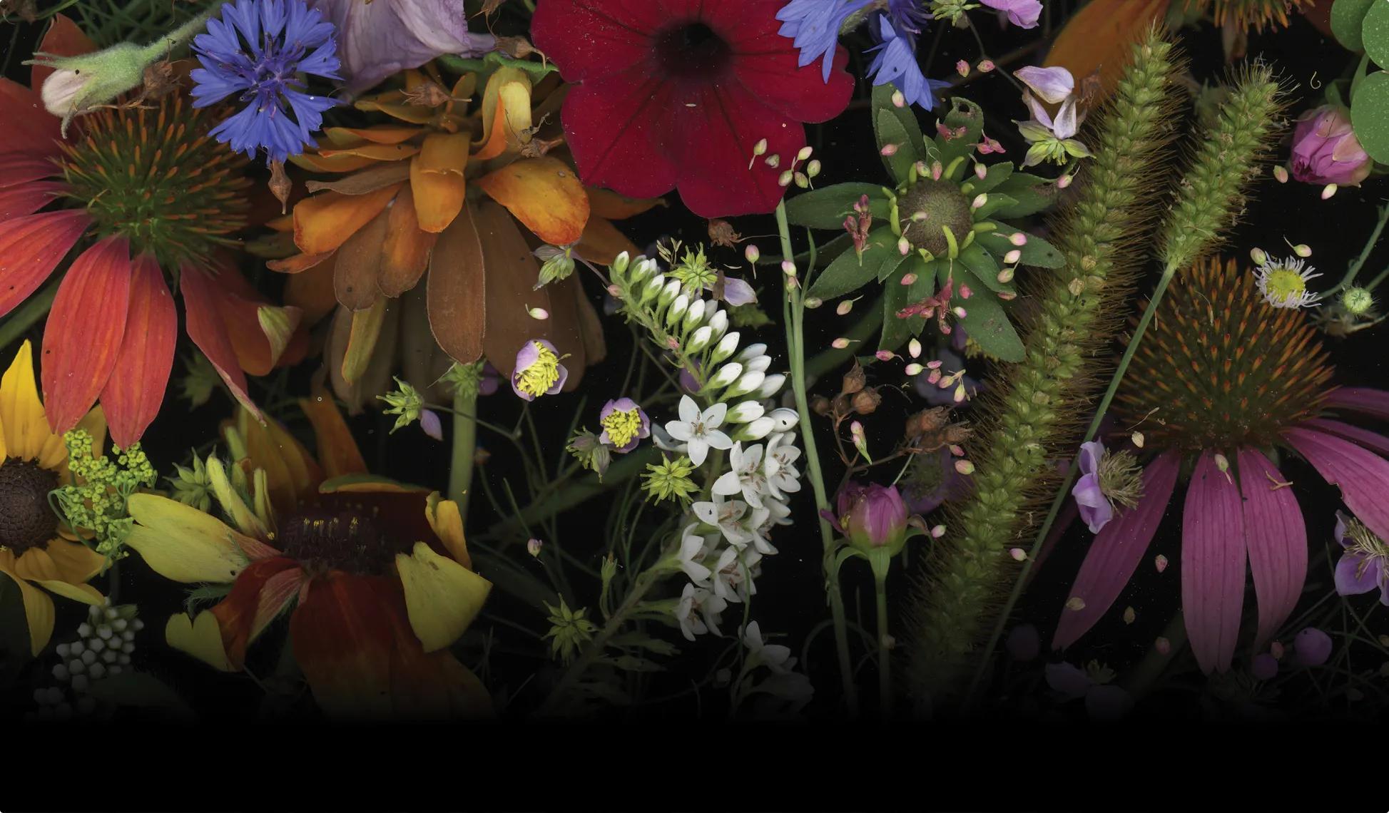 The Garden Floor, Grace Sinclair