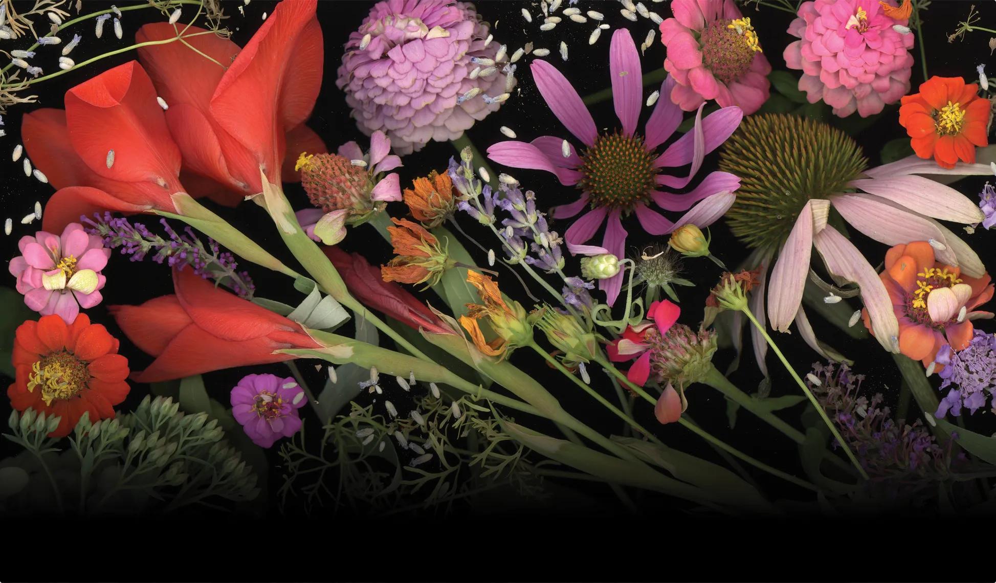 The Garden Floor, Grace Sinclair