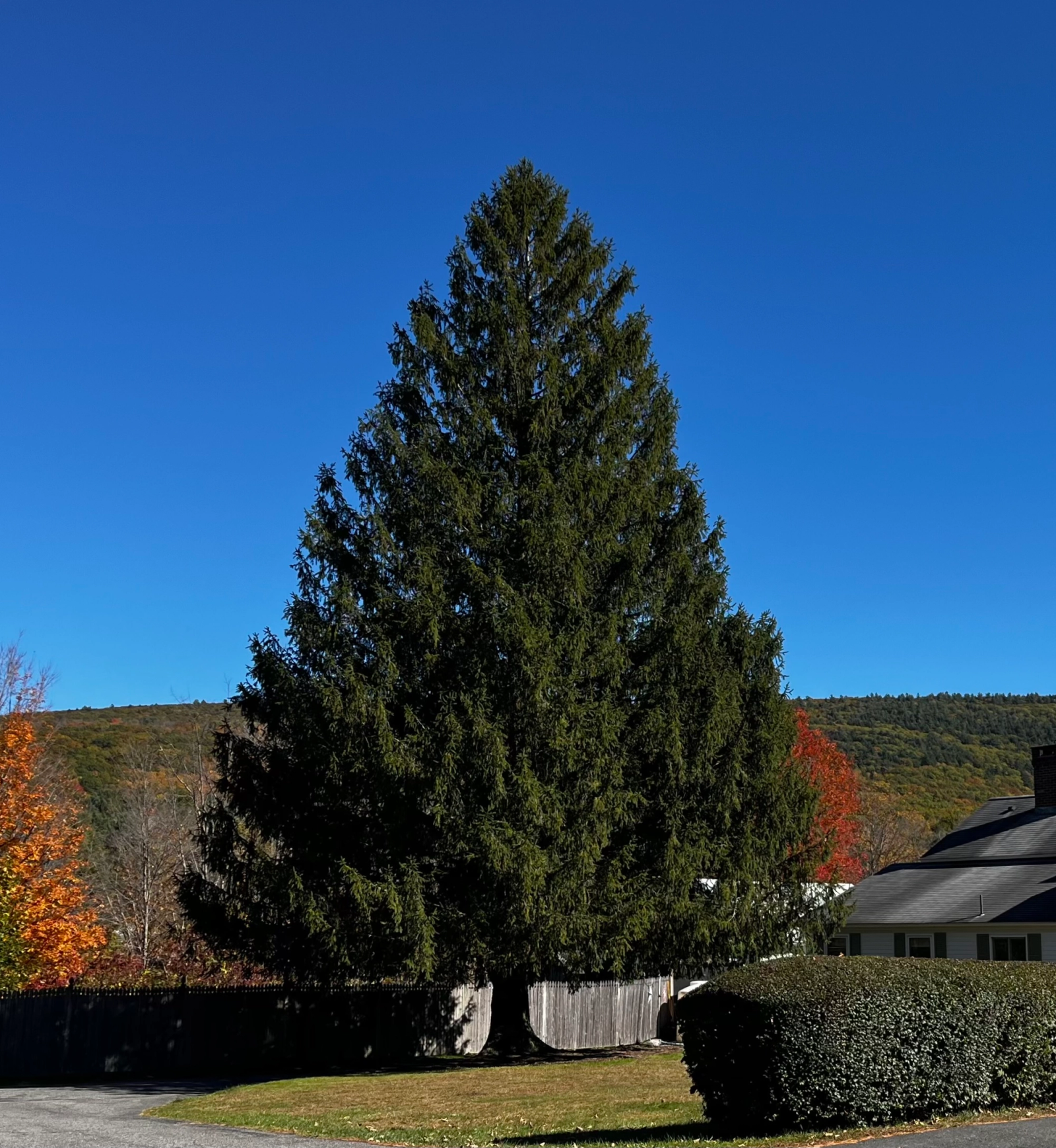 2024 Rockefeller Center Christmas Tree from West Stockbridge, MA