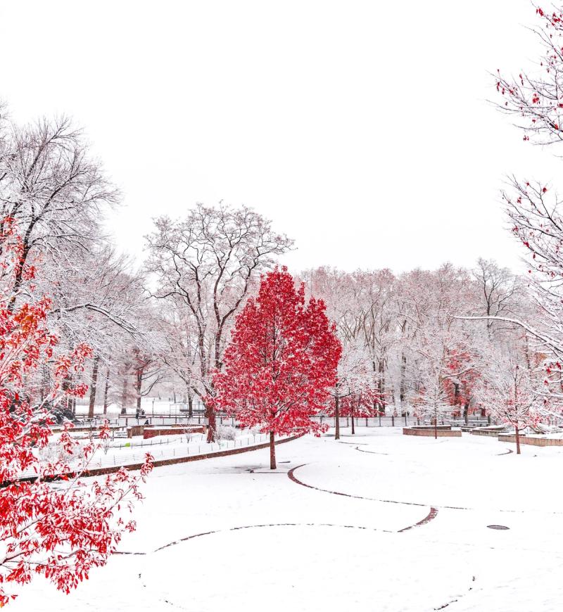 Red trees in Central Park covered in snow