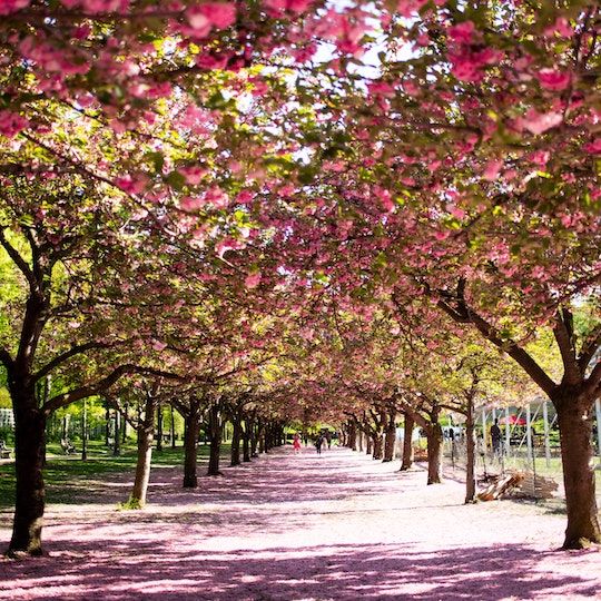 New York cherry blossom trees in bloom