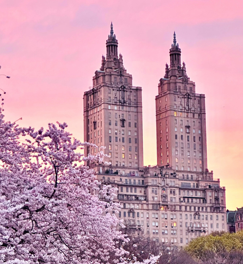 Cherry blossom tree by Central Park at sunset