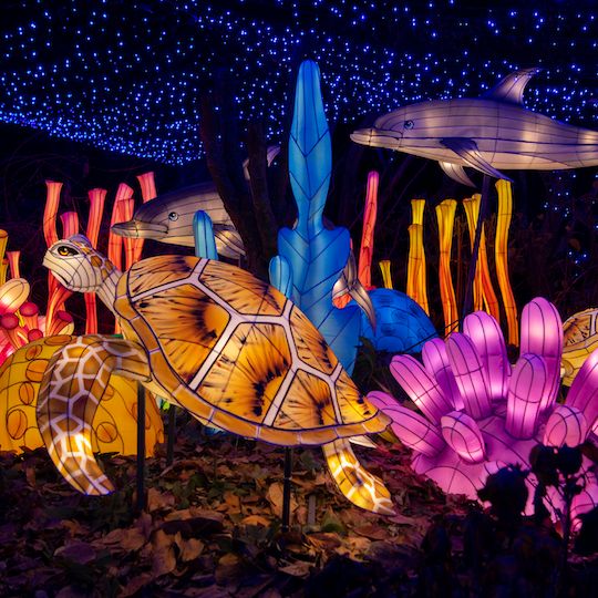 Sea turtle and dolphin lantern at the Bronx Zoo Holiday Lights