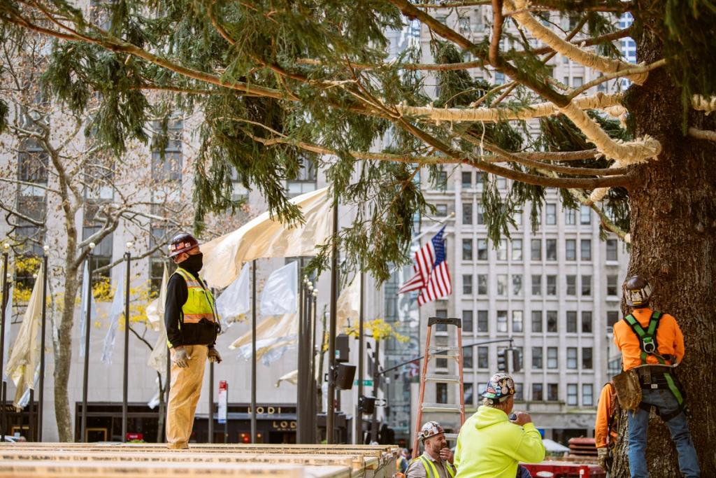 Crew sets up the Christmas Tree on Center Plaza