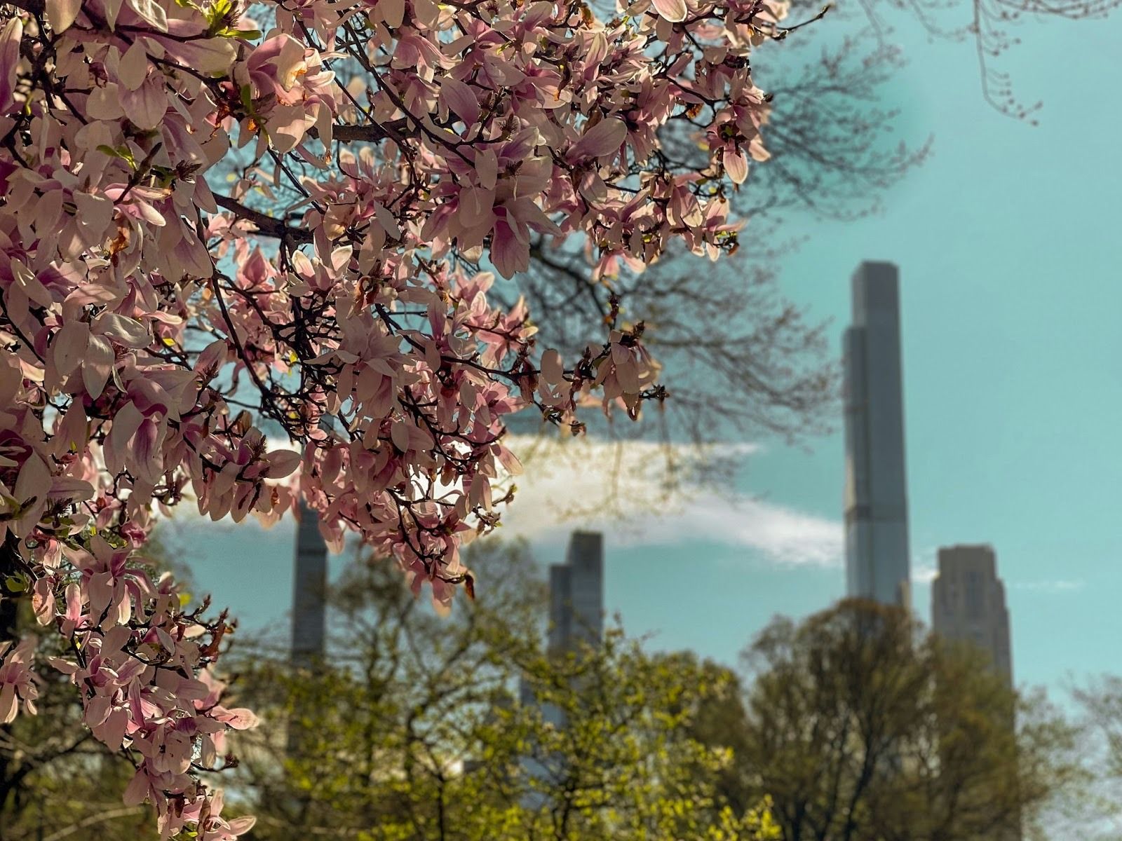 cherry blossoms in Central Park