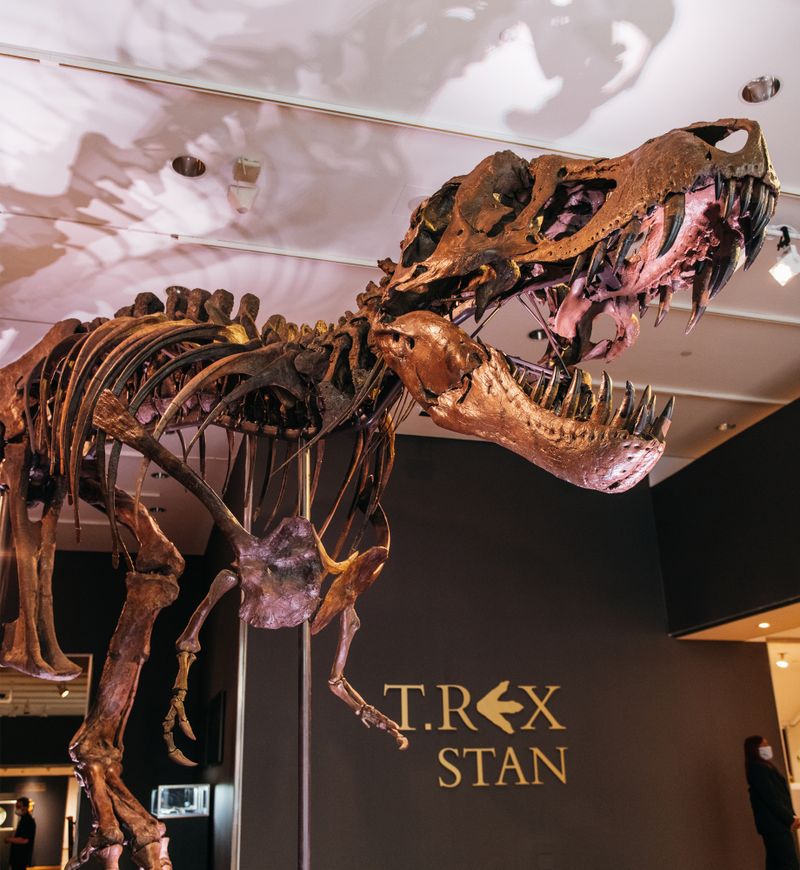 STAN the Tyranosaurus Rex