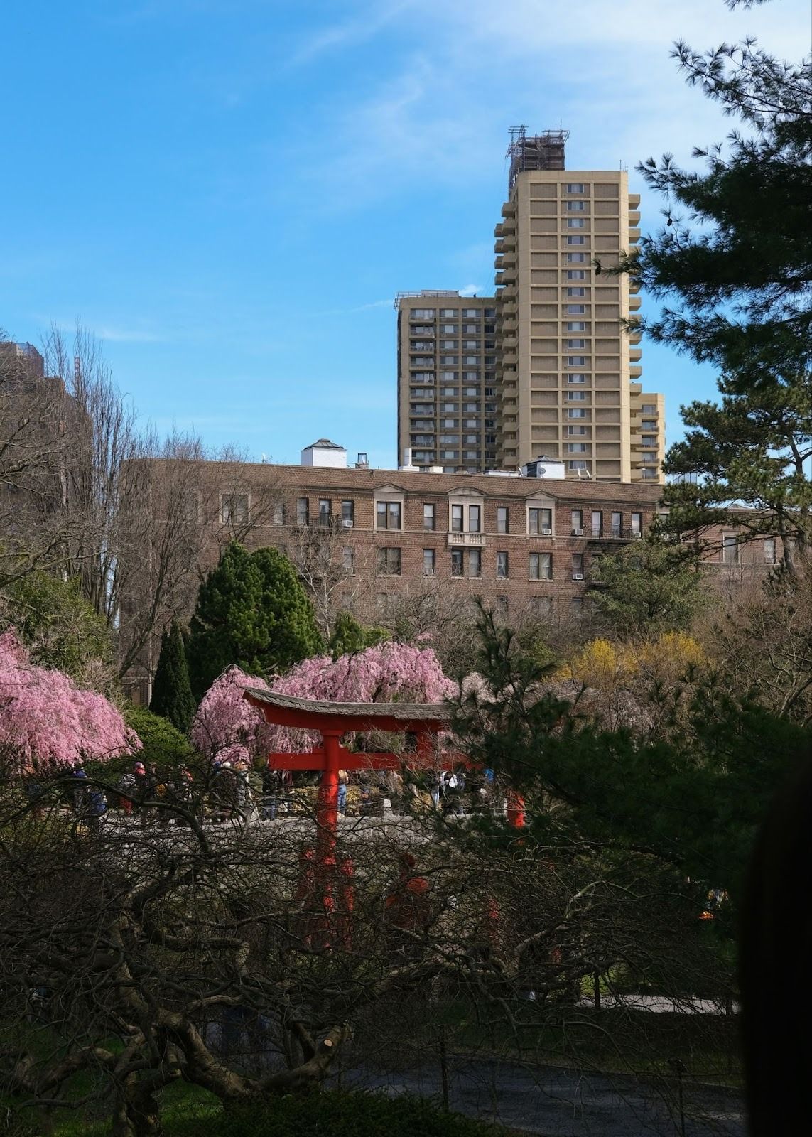cherry blossoms in the park with skyscrapers