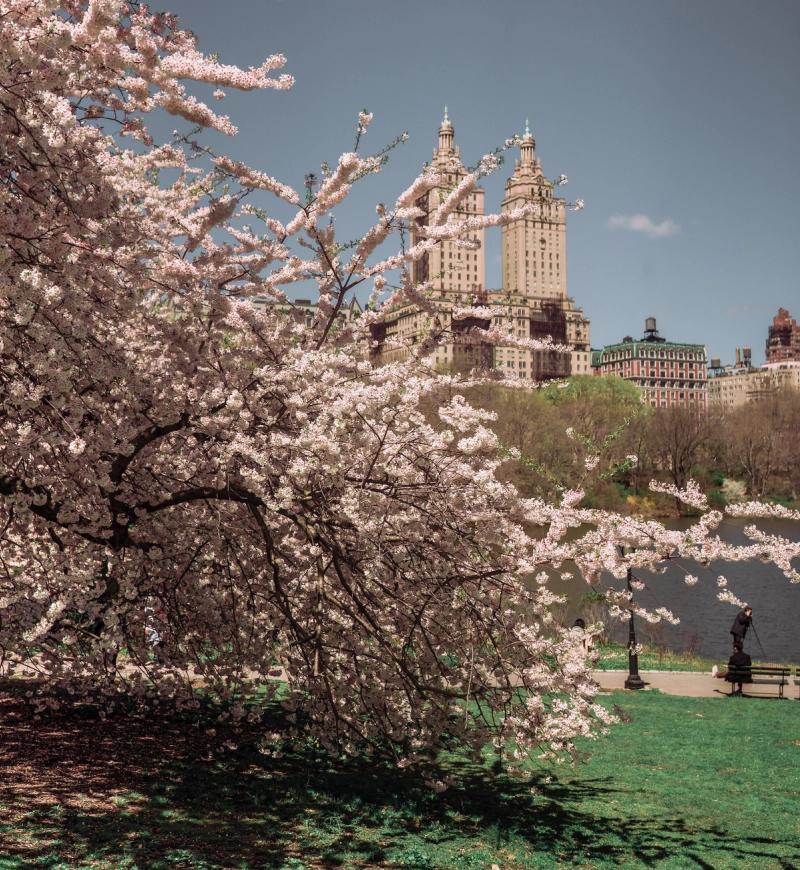 Cherry blossom trees in New York