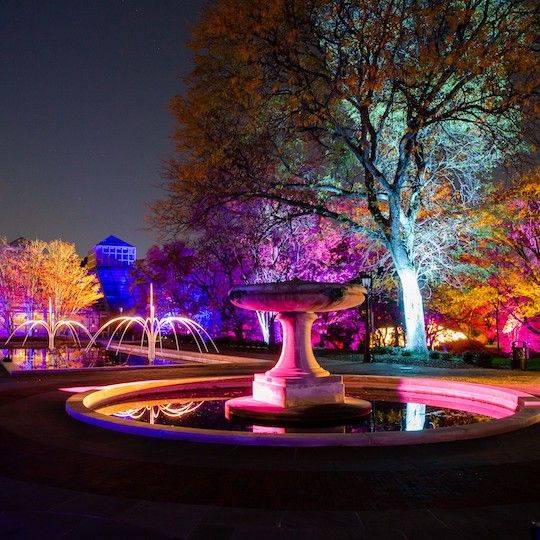 Multi-colored lights at Brooklyn Botanic Gardens