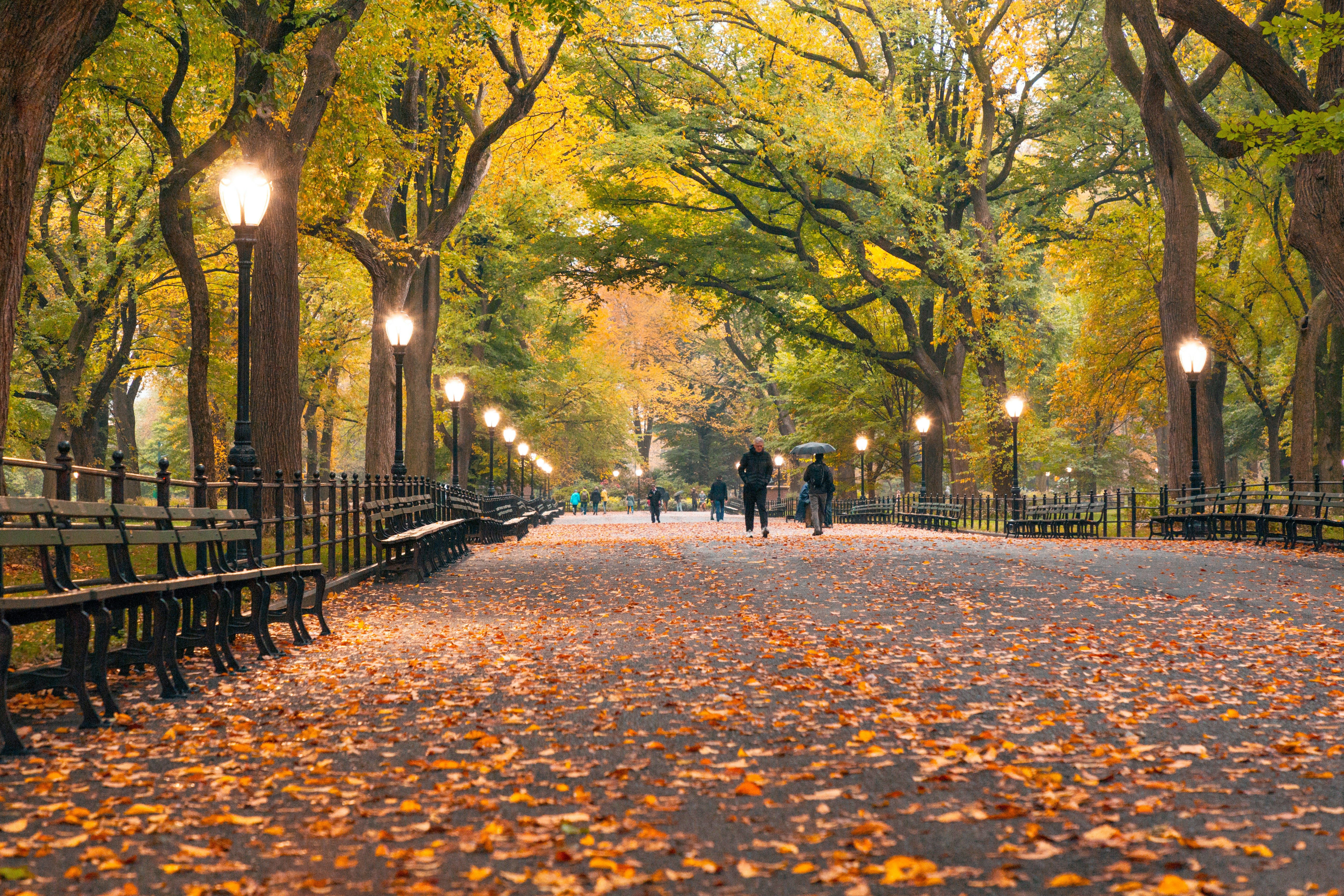 Leaves on the ground in Central Park