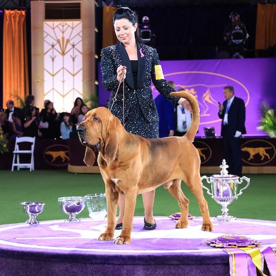 2022 Westminster Kennel Club Best in Show winner Trumpet with his handler