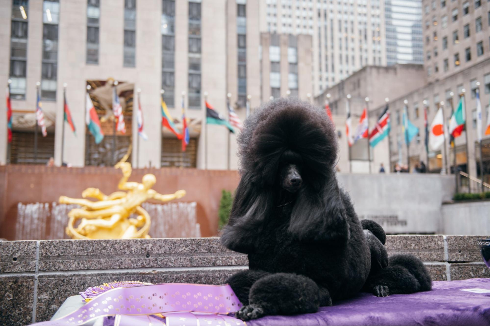 Dog in front of The Rink at Rockefeller Center
