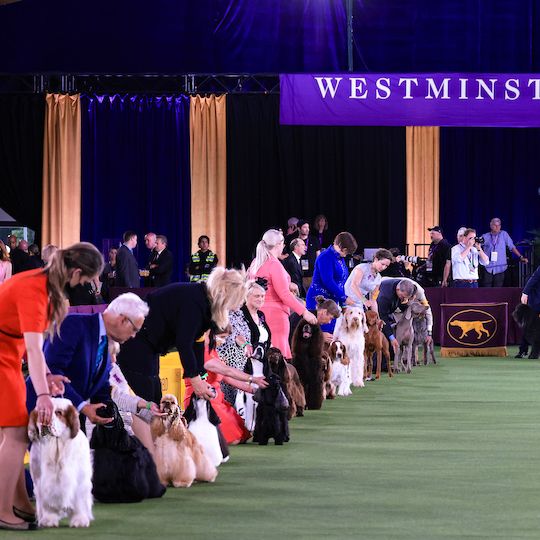 Dogs and their handlers at the Westminster Dog Show