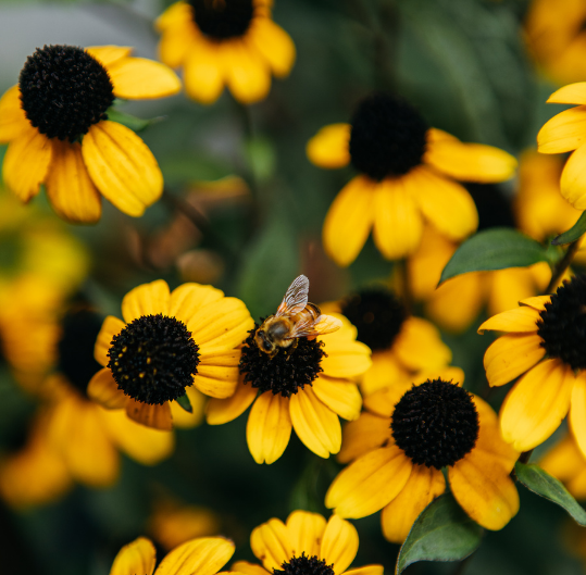 Bee pollinating yellow flowers.