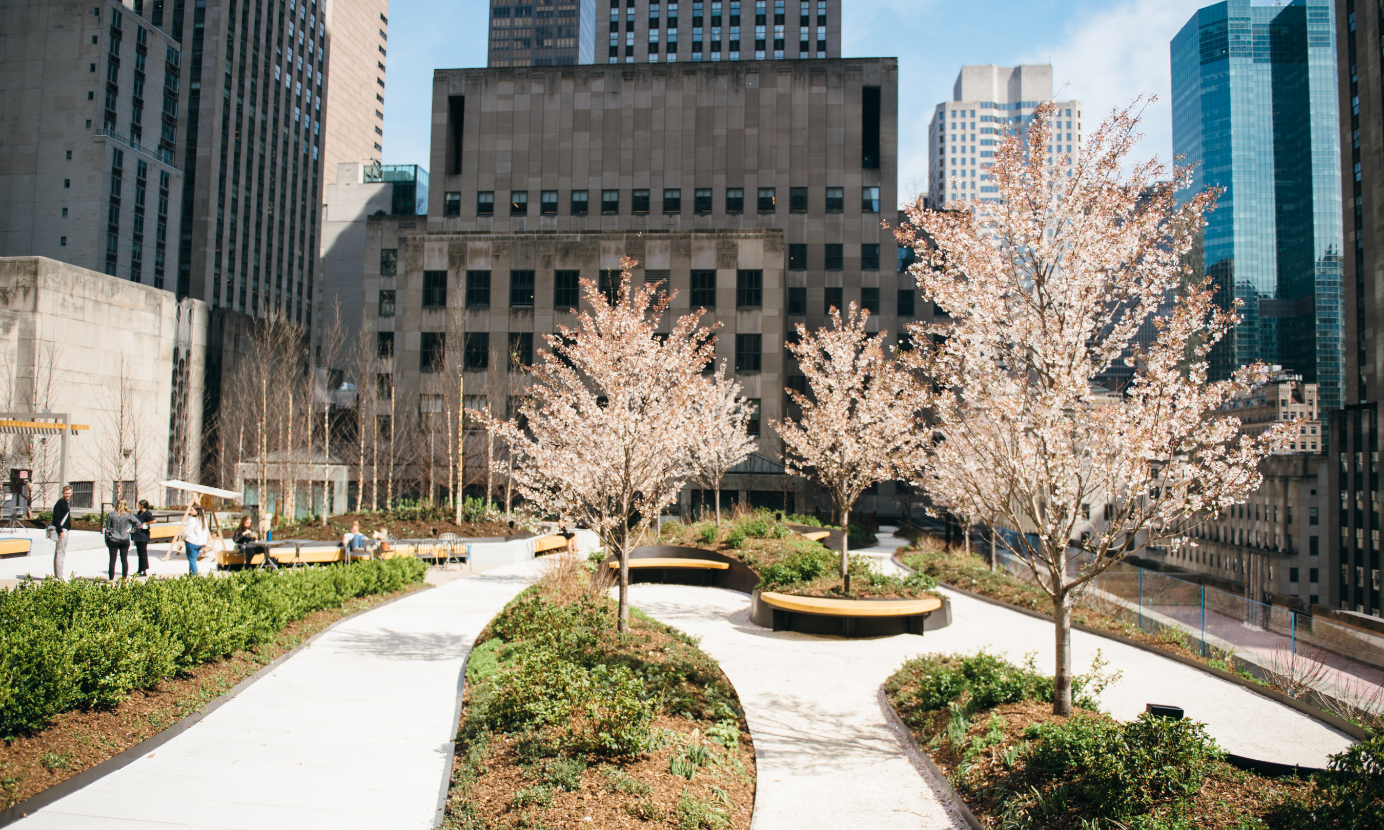 Tree-lined pathways at Radio Park