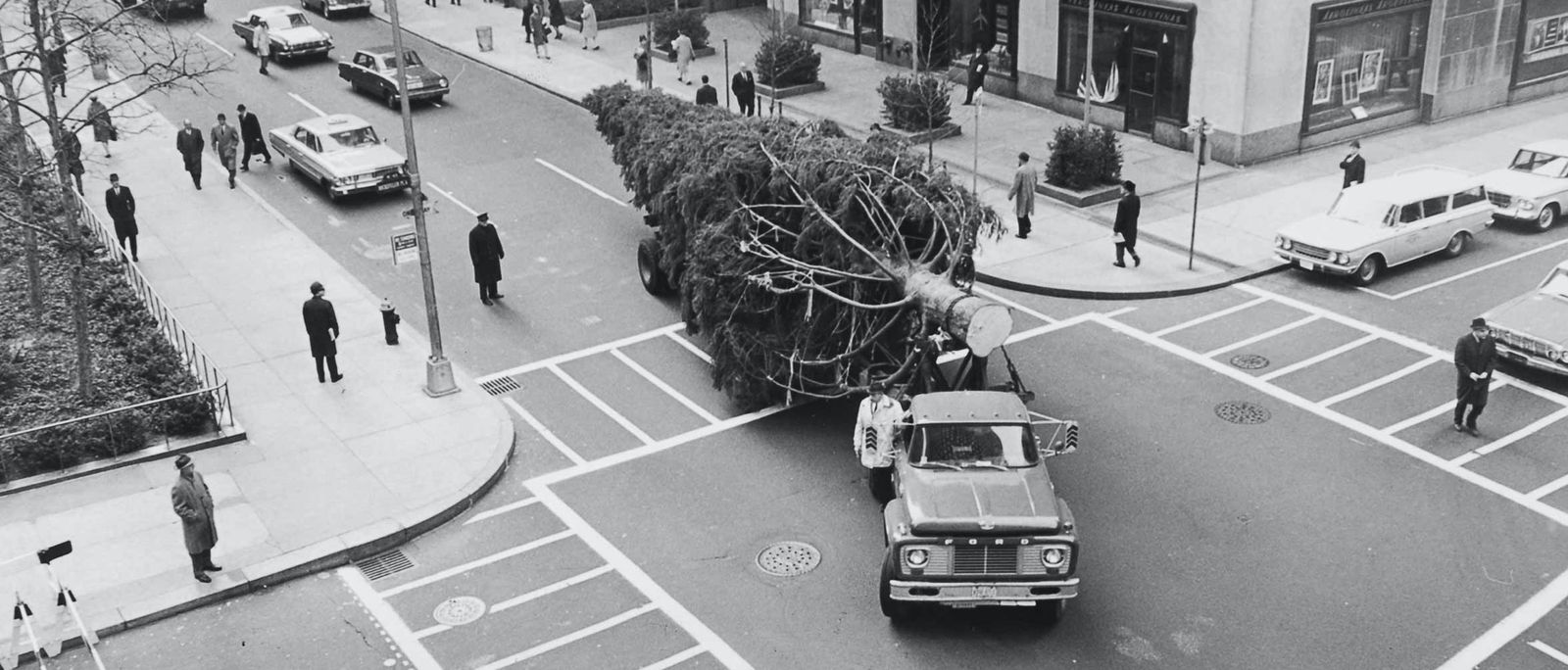 Donate Your Tree