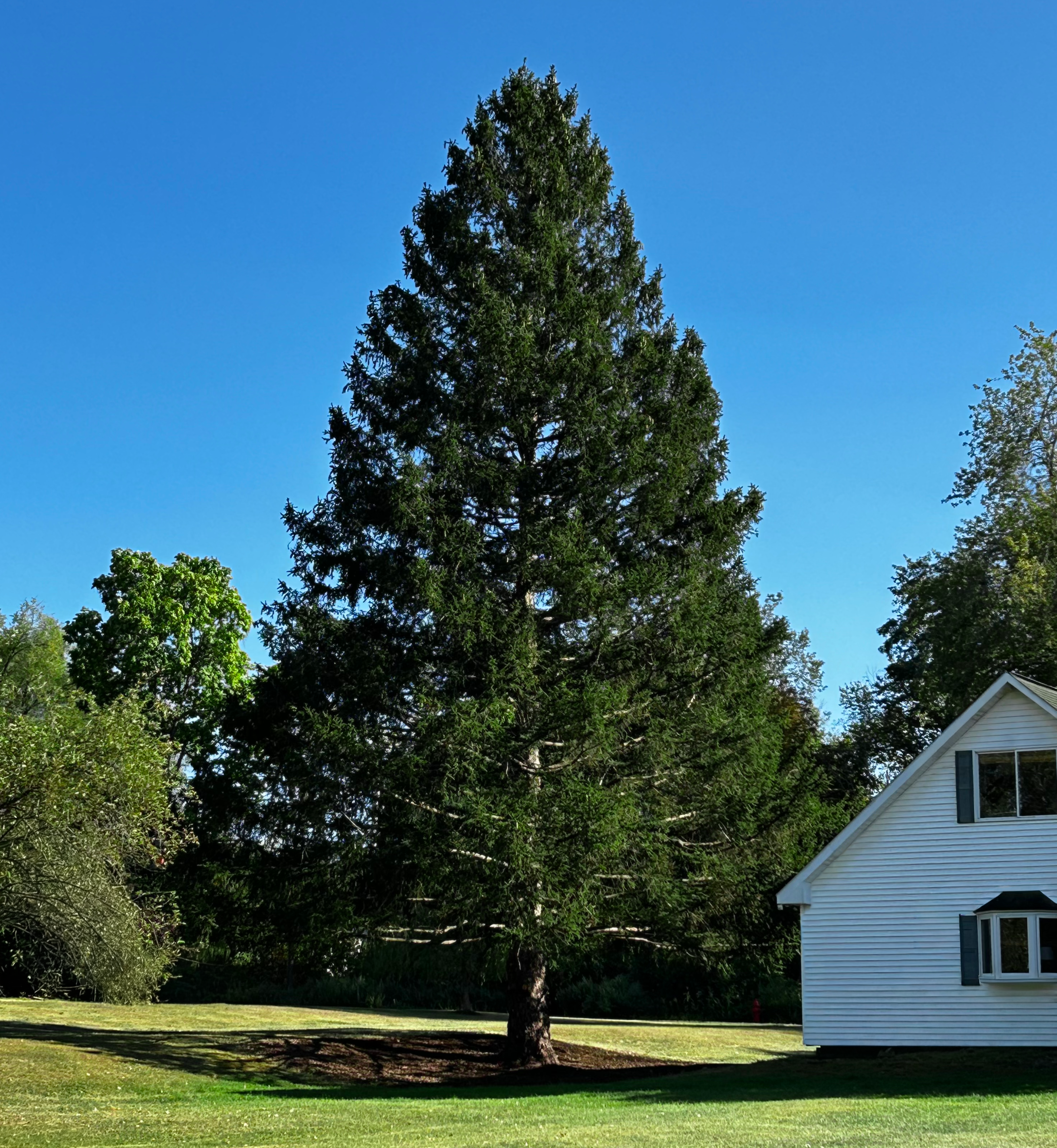 The 2025 Rockefeller Center Christmas Tree