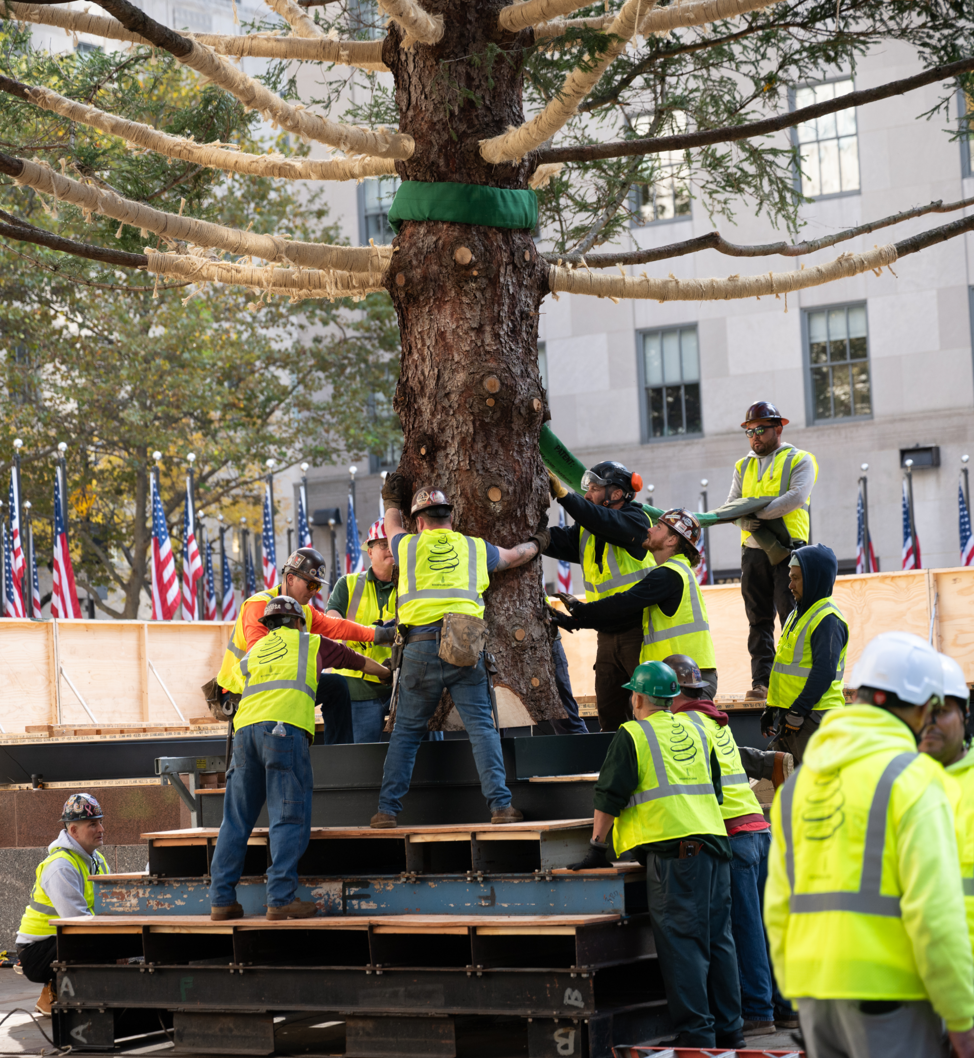 Rockefeller Center gardeners placing the 2025 Christmas Tree on Center Plaza