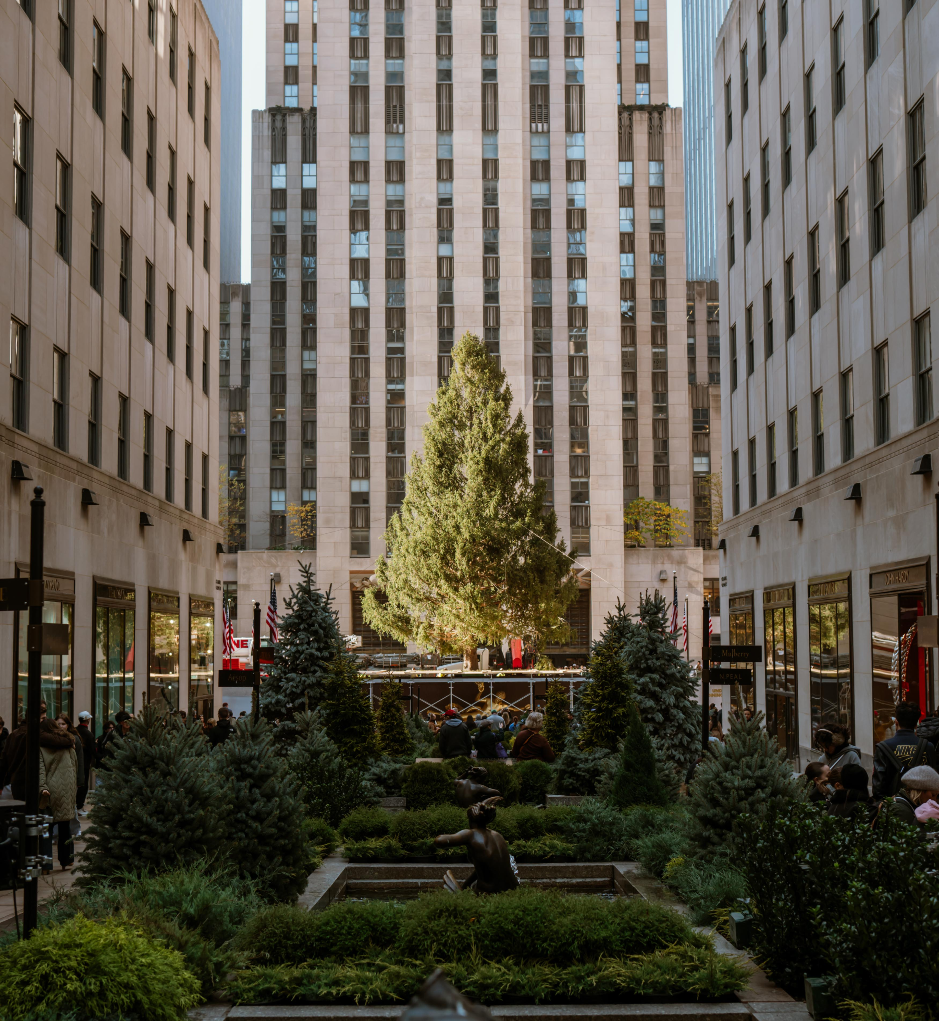 View of the Rockefeller Center Christmas Tree from the Channel Gardens