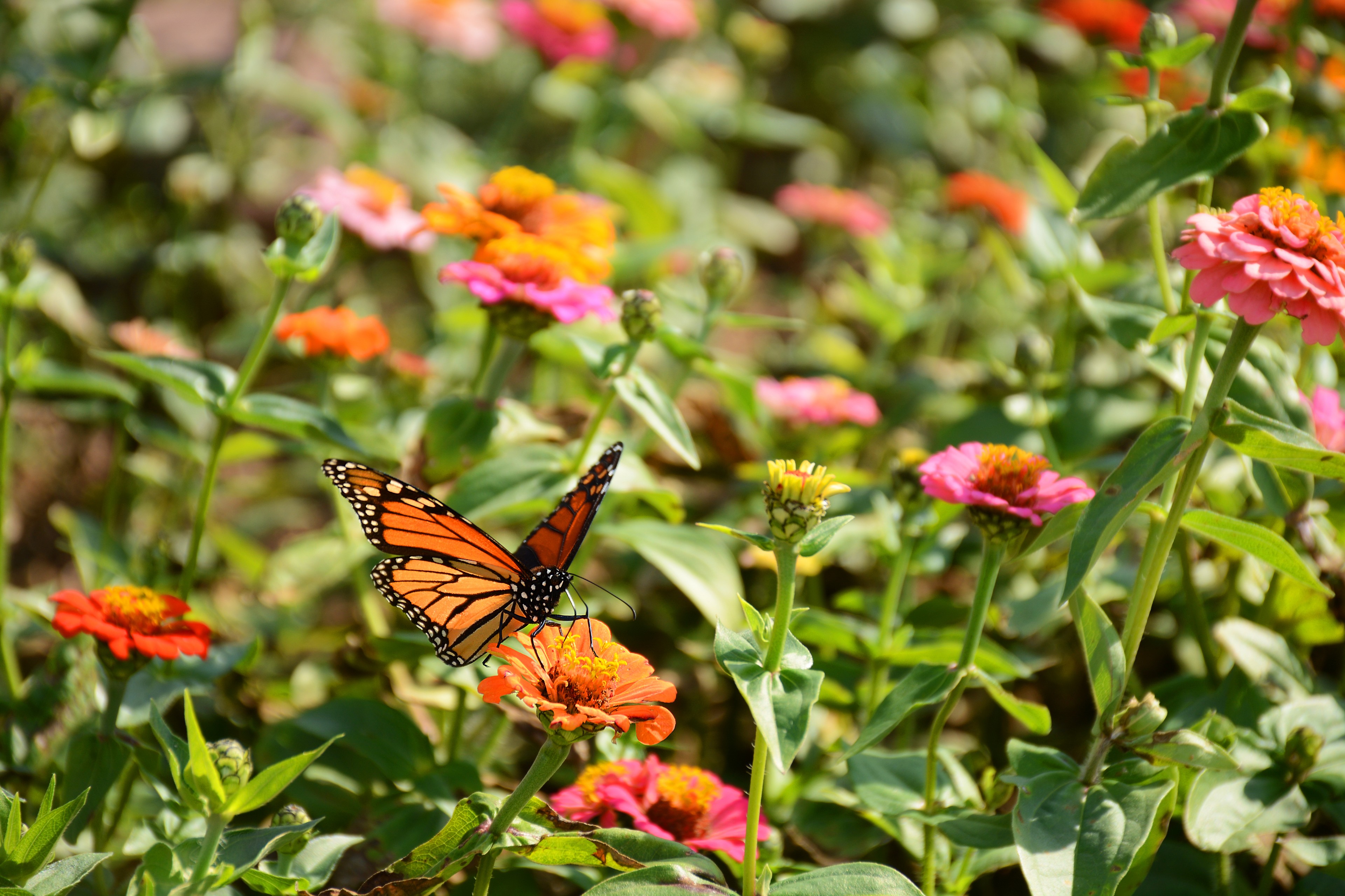 Butterfly on flower in field