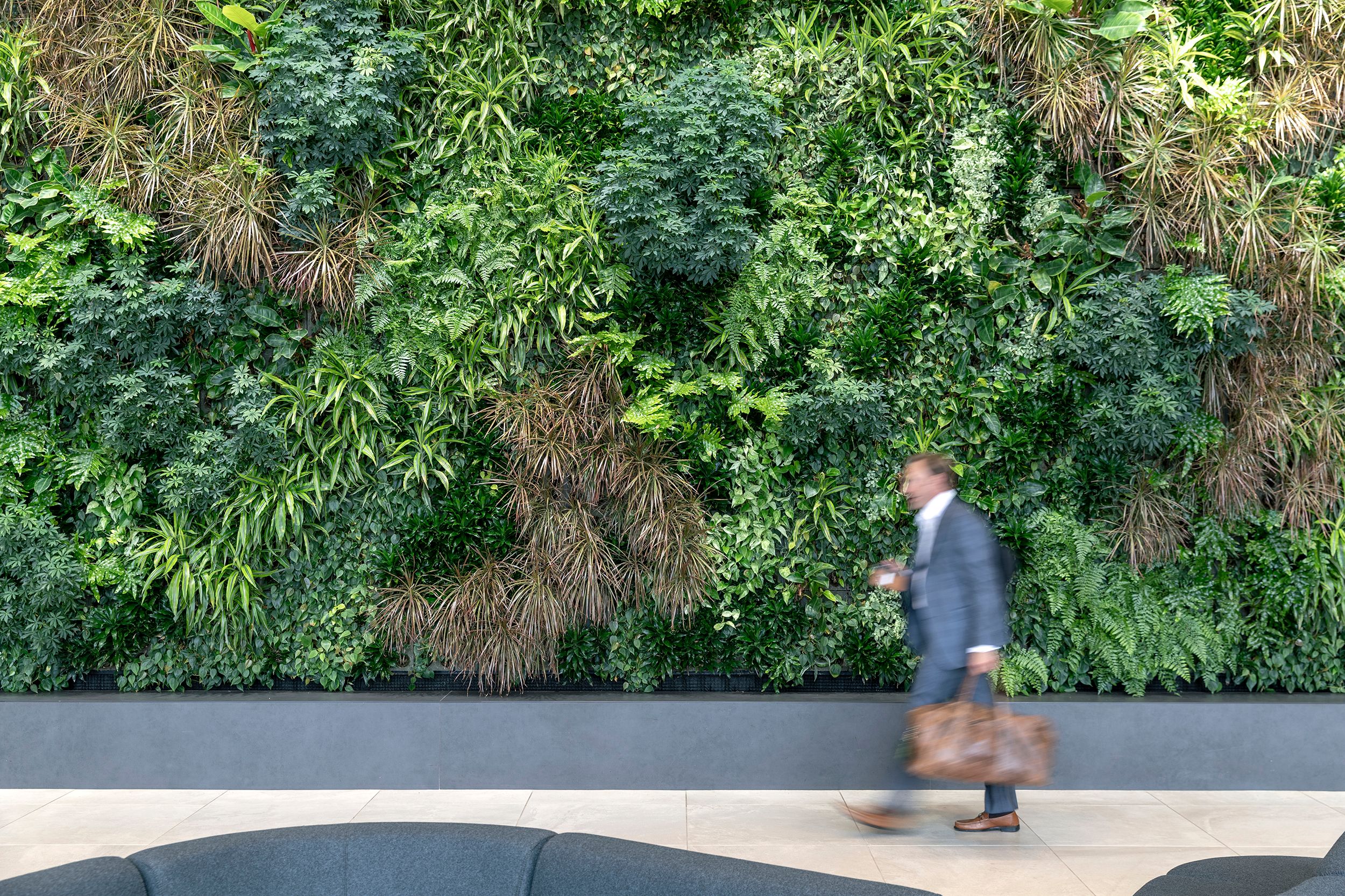 Man in a suit walking past a large vertical garden wall indoors