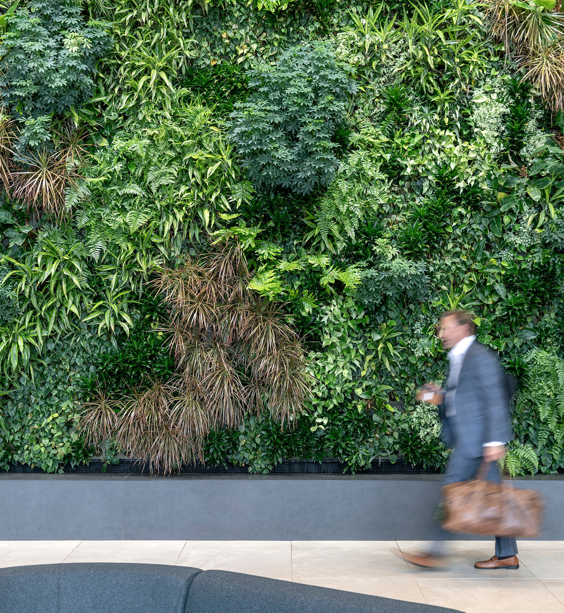 Man in a suit walking past a large vertical garden wall indoors