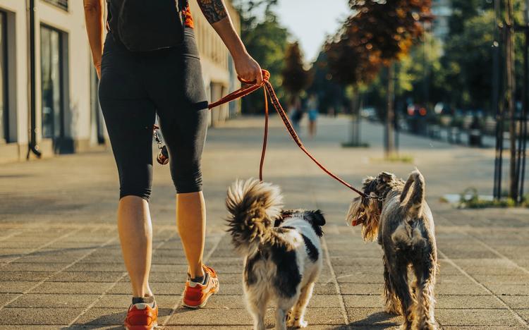 Person walking two dogs outside
