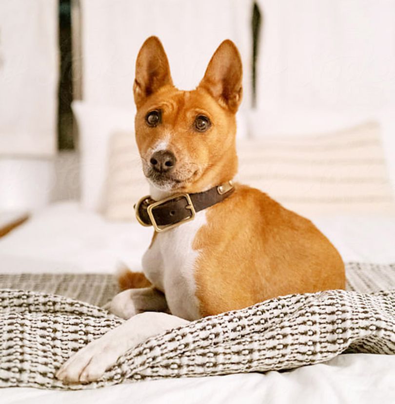 The image is of a dog sitting on a couch.