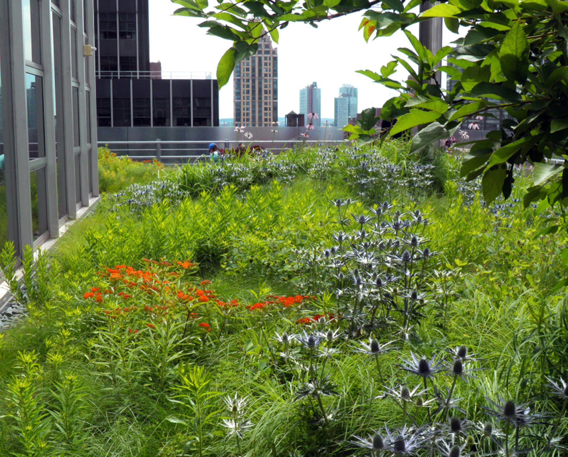 LUSH PLANTINGS