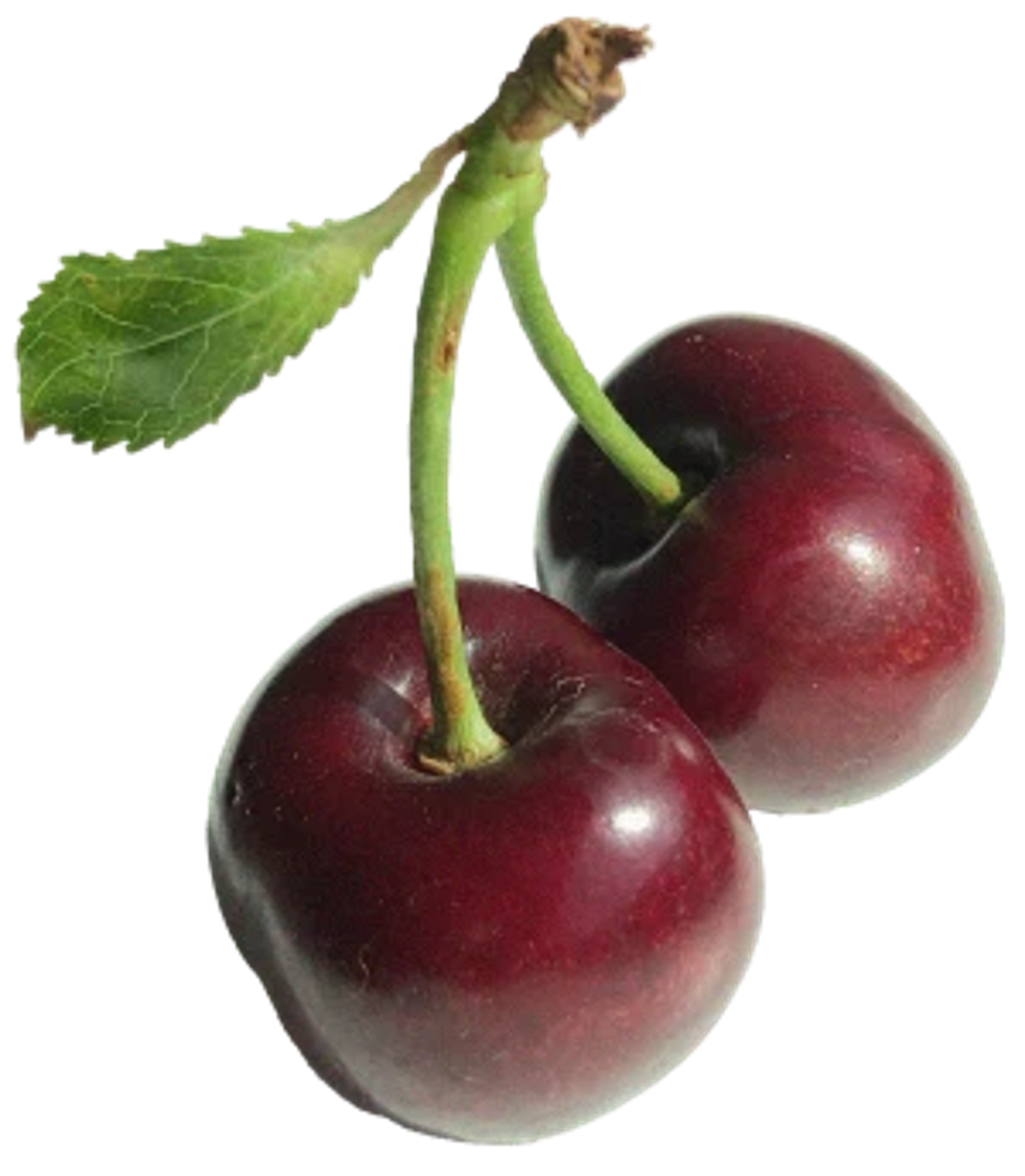 Two dark red cherries connected by a green stem, with a single green leaf attached.