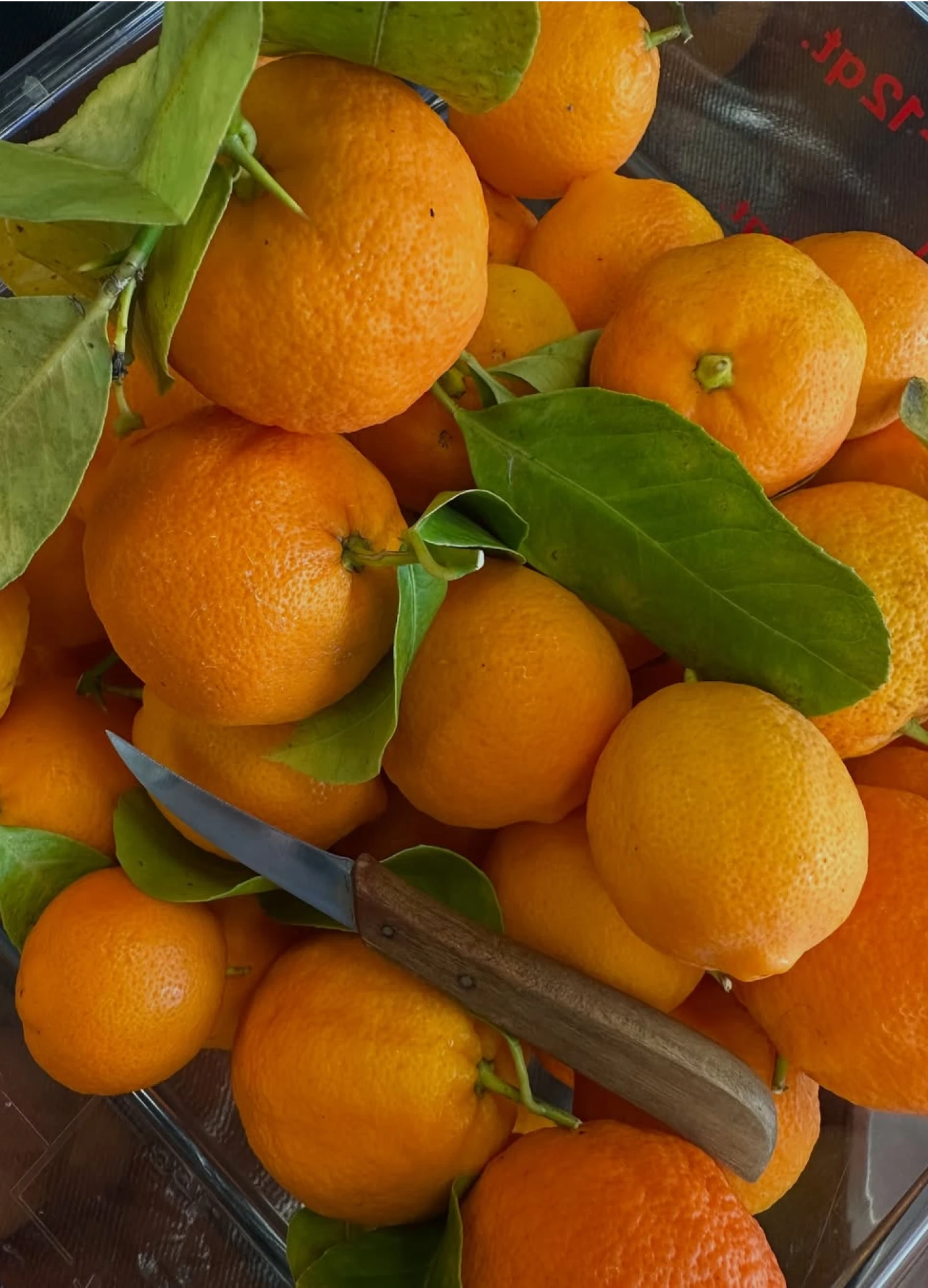 A pile of vibrant oranges with green leaves, featuring a small knife resting among the fruit.