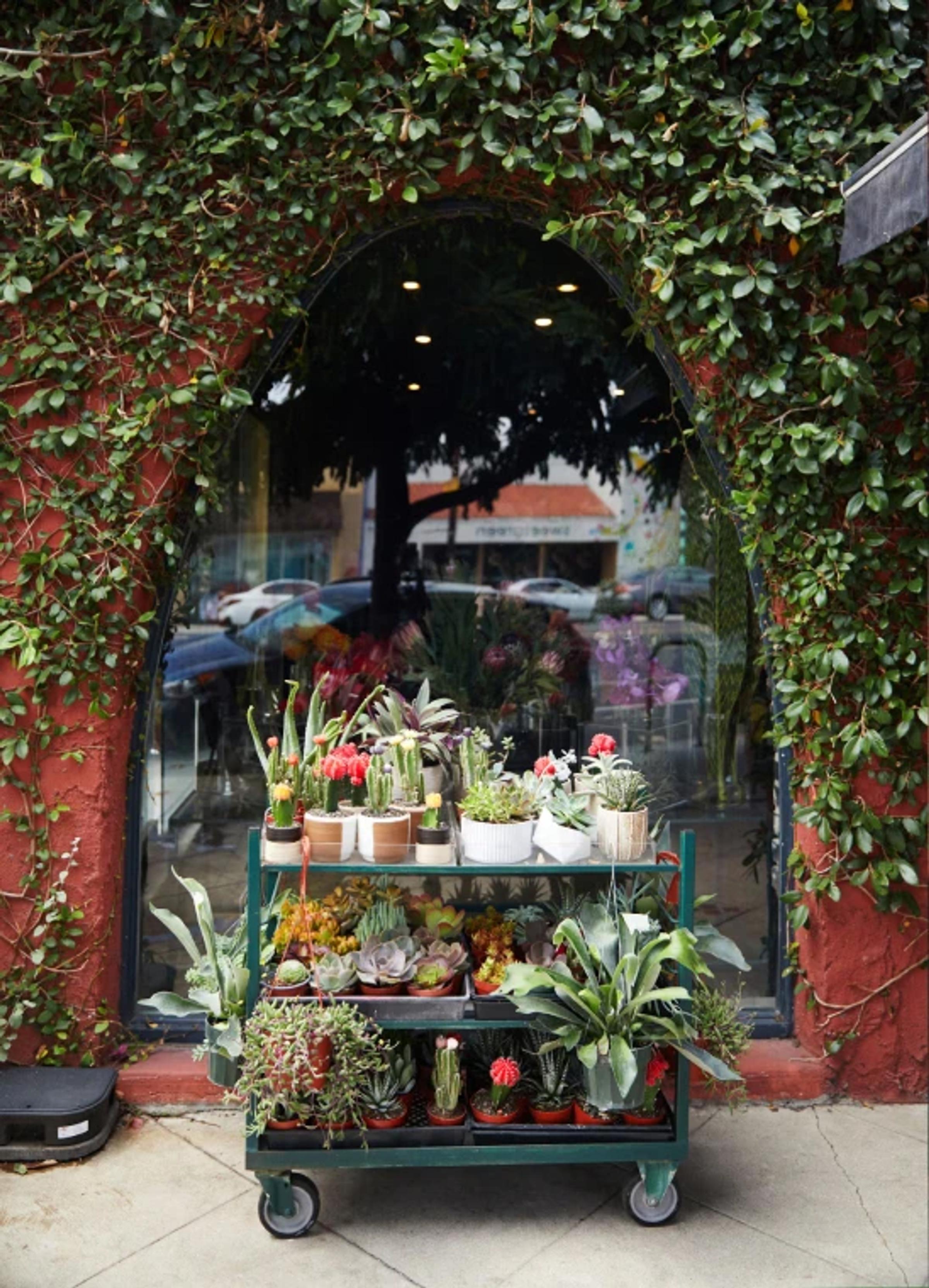 A cart filled with various potted plants and succulents sits against a wall of greenery and a large window.