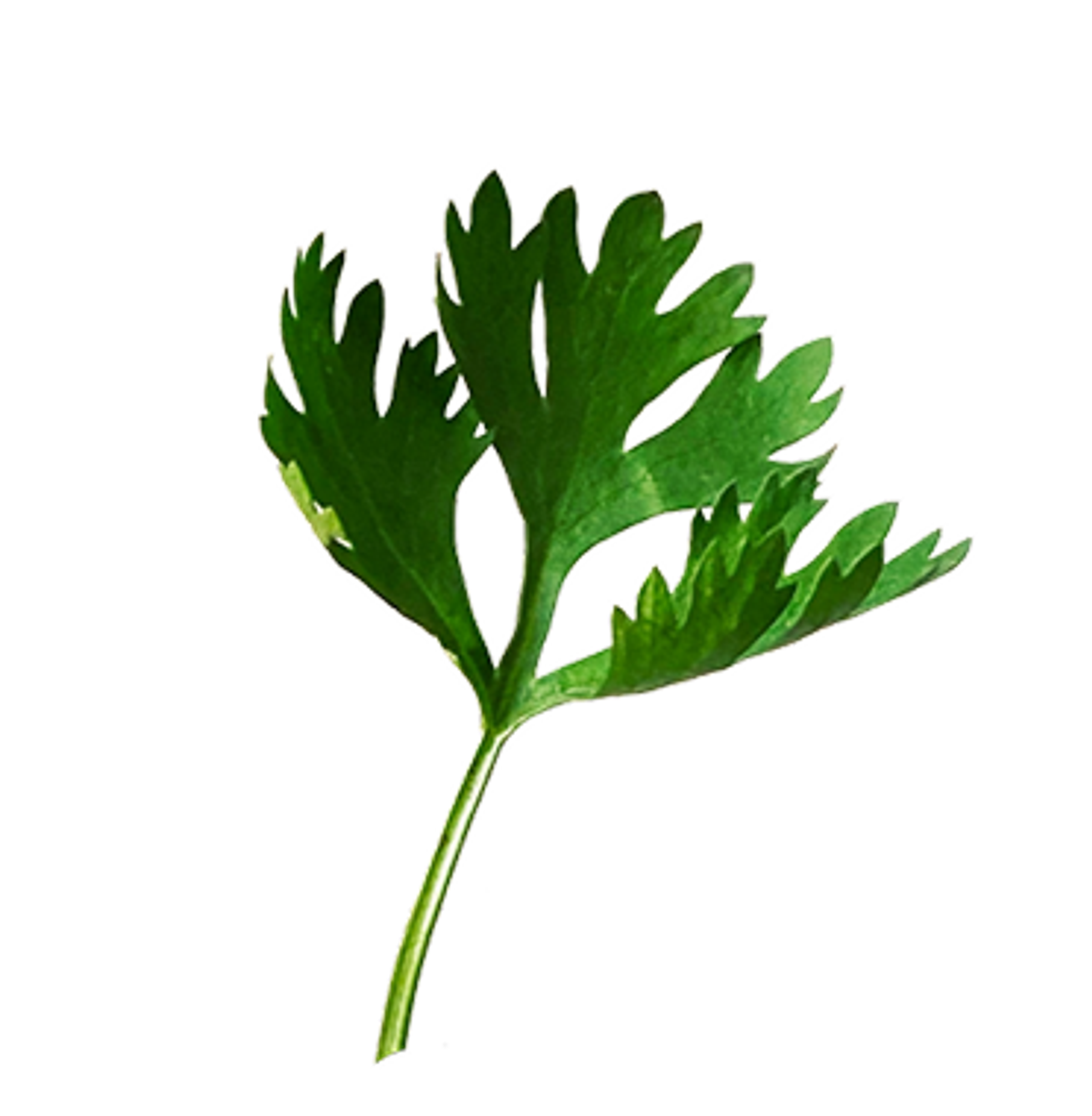 Green cilantro leaf with jagged edges, showcasing its vibrant color and fresh appearance against a plain background.