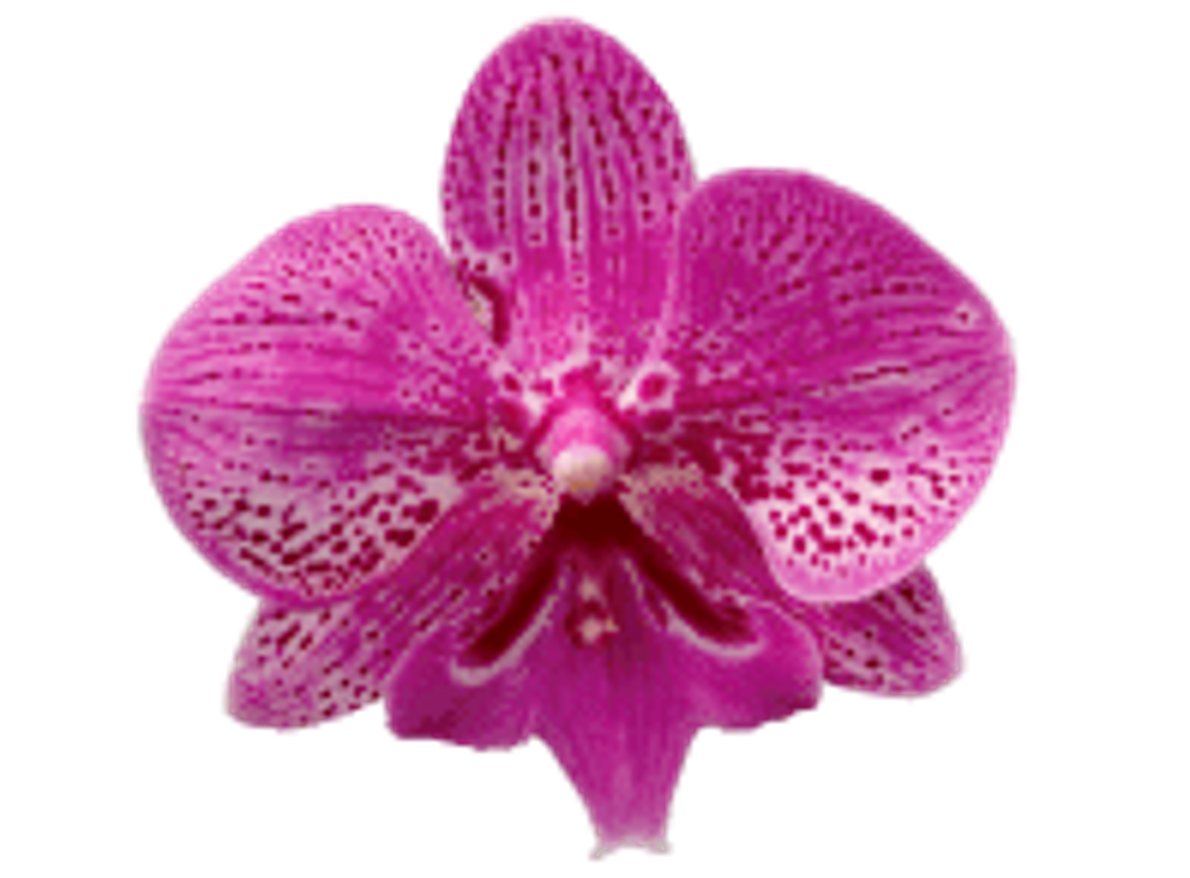 A vibrant pink orchid with spotted petals, set against a soft pink background.