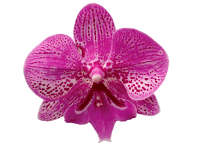 A vibrant pink orchid with spotted petals, set against a soft pink background.