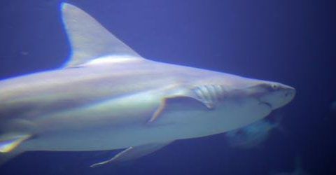 Six Flags Discovery Kingdom - Shark Experience | Experience | Six