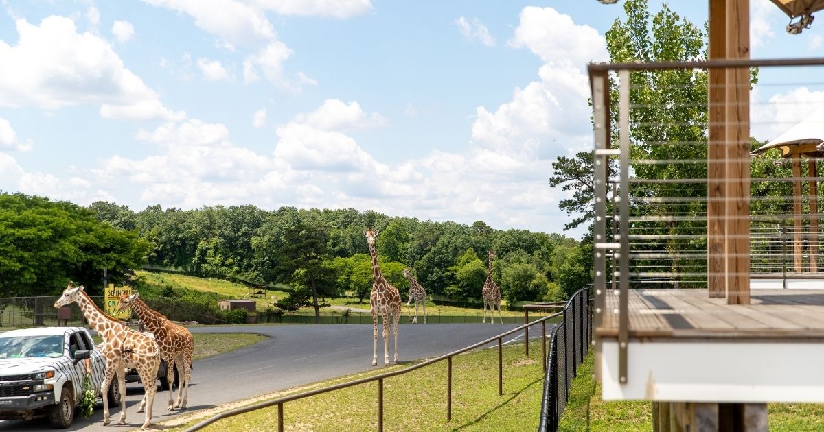 Experience the Wild Side of Luxury at Savannah Sunset Resort at