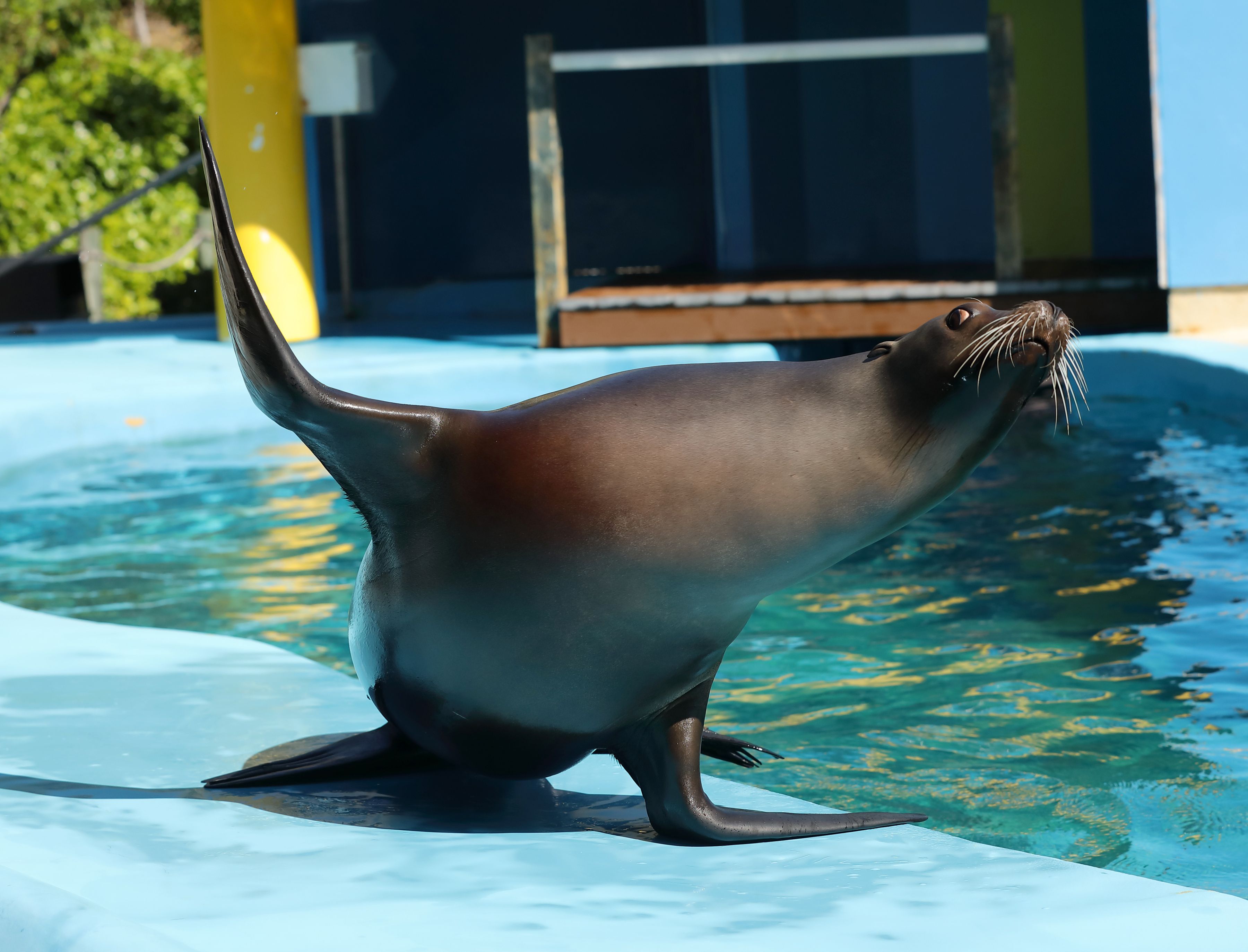 All Shows | Six Flags Discovery Kingdom