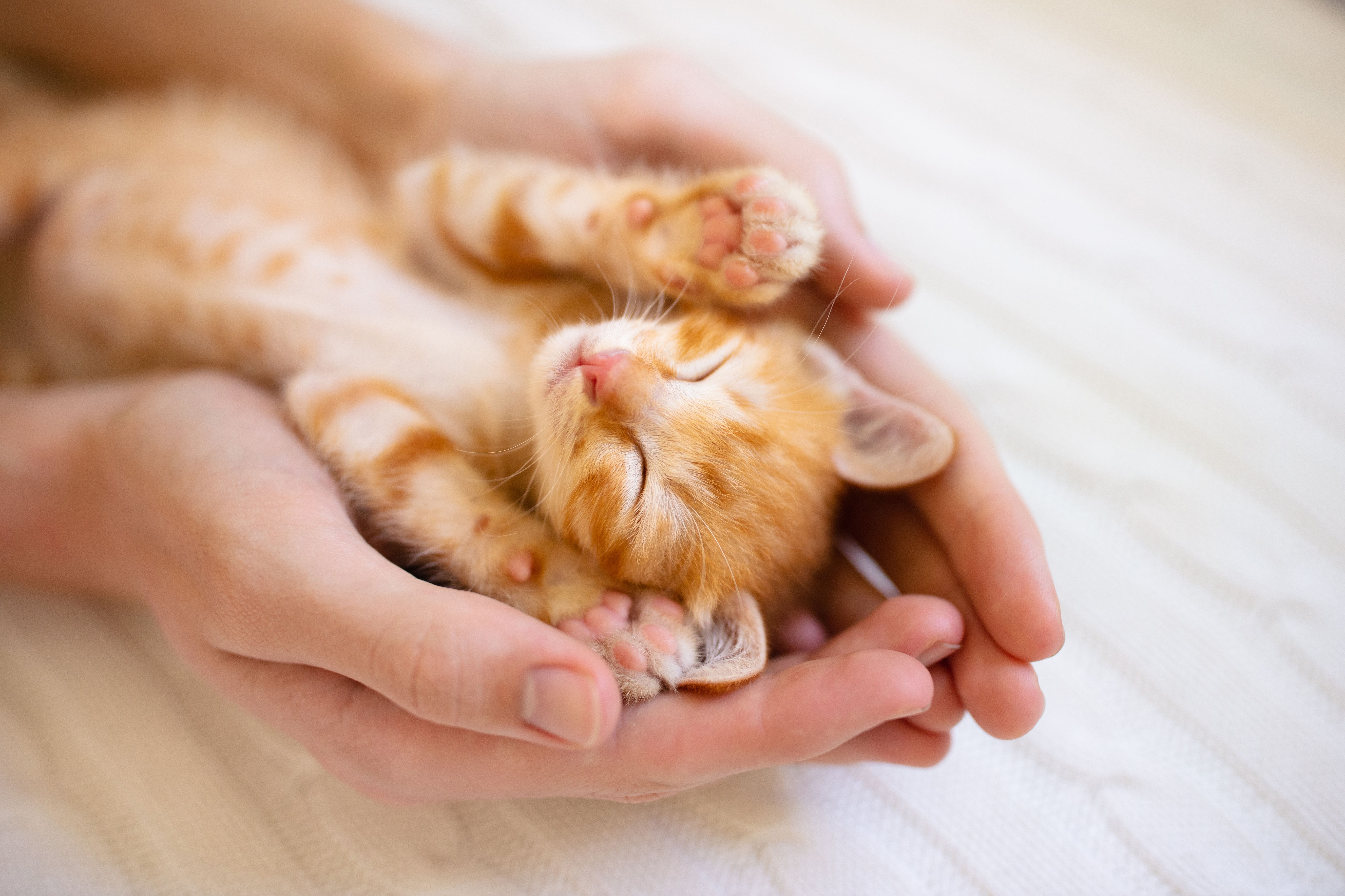 Kitten sleeping in hands