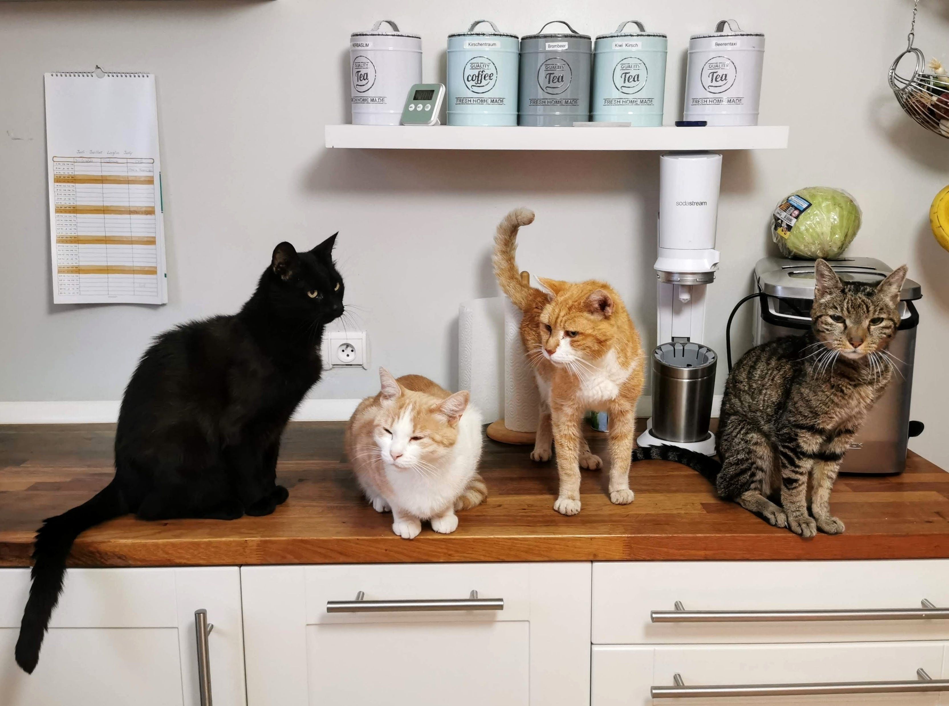 The cat consultants Dubai cats on a kitchen counter