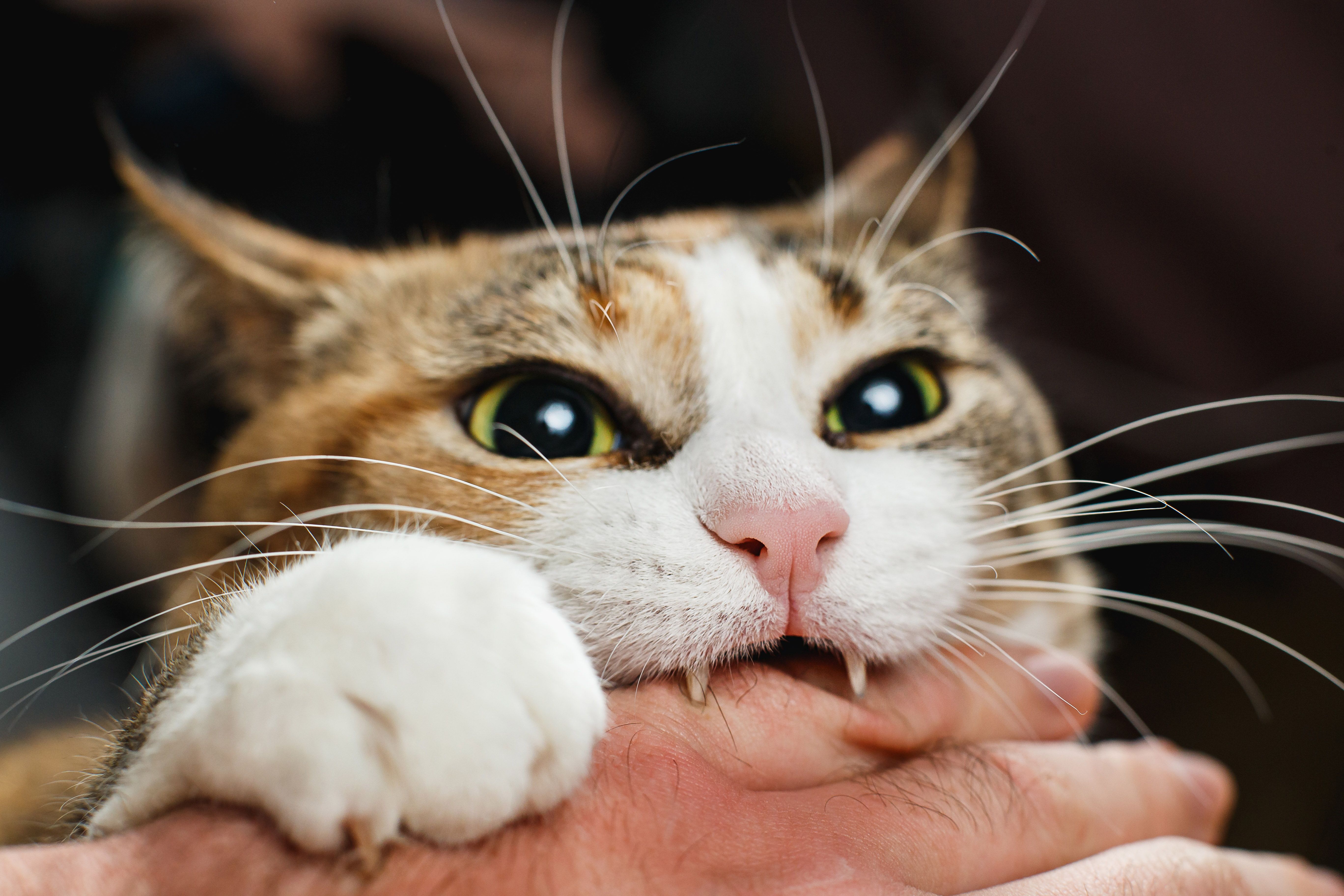 The cat consultants Dubai Cat biting hand