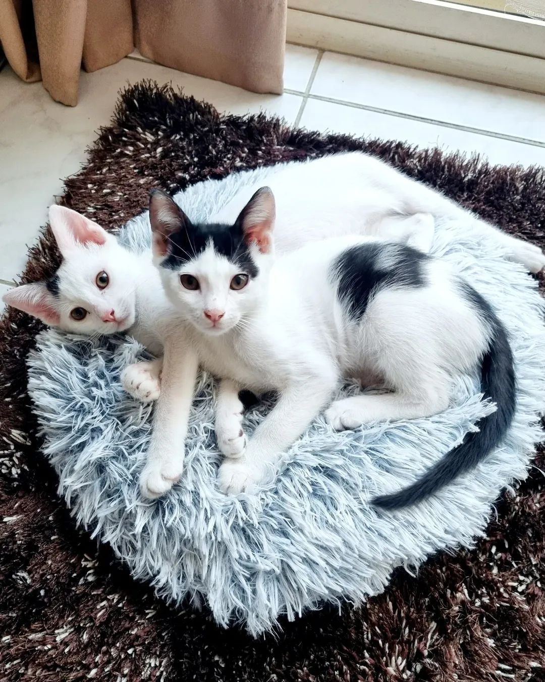 Huey & Louie - The Interns