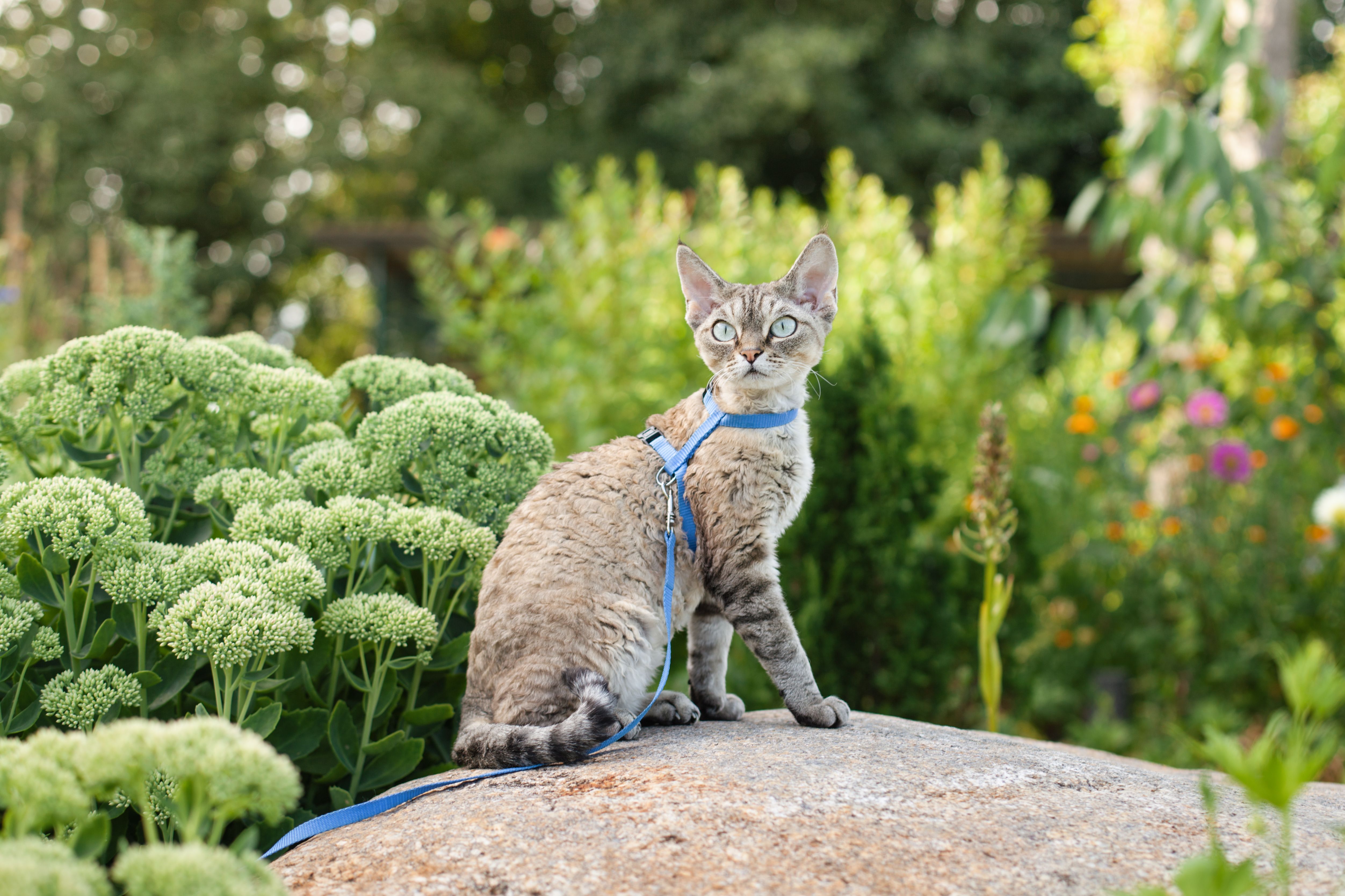 The cat consultants Dubai cat