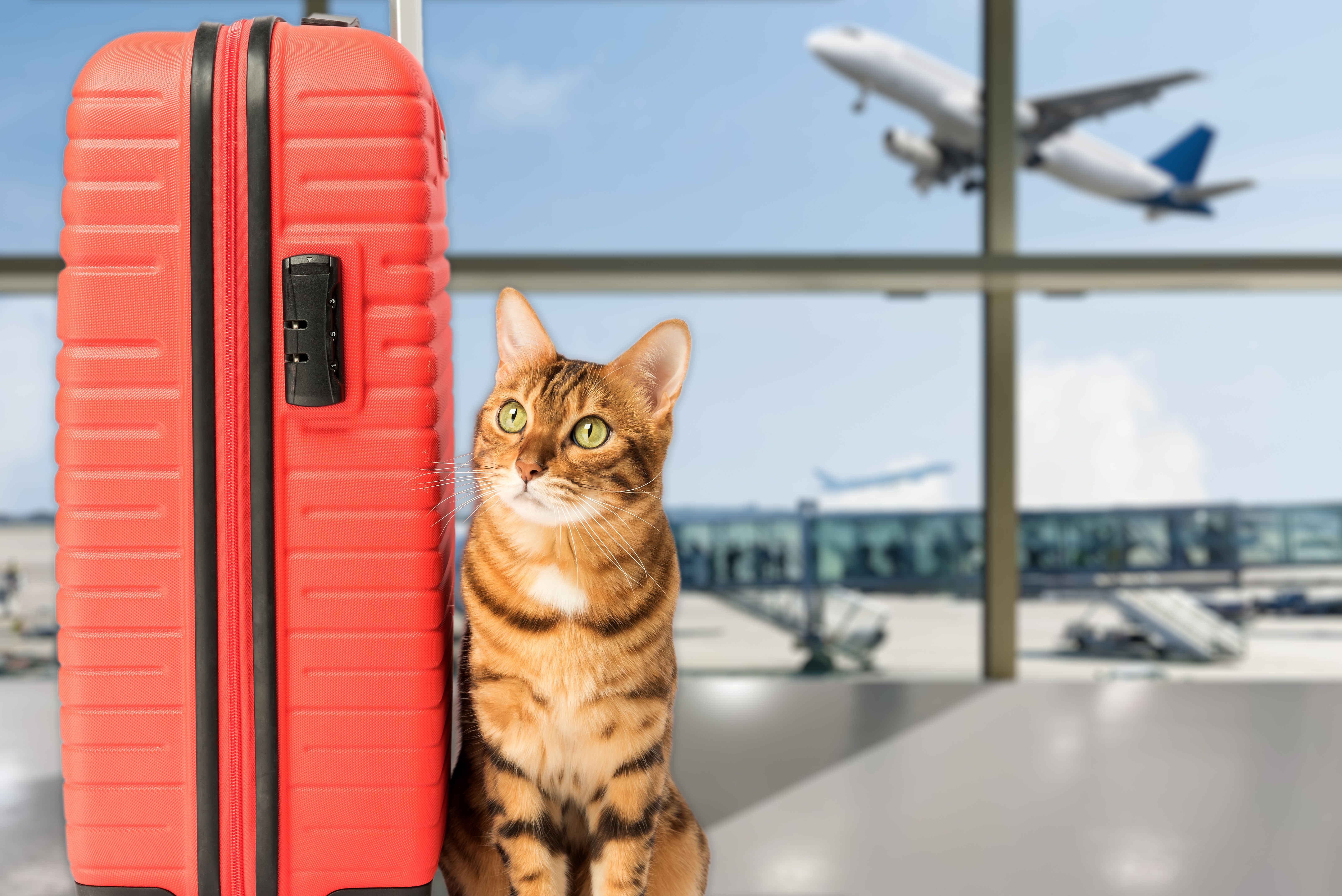 Cat with suitcase