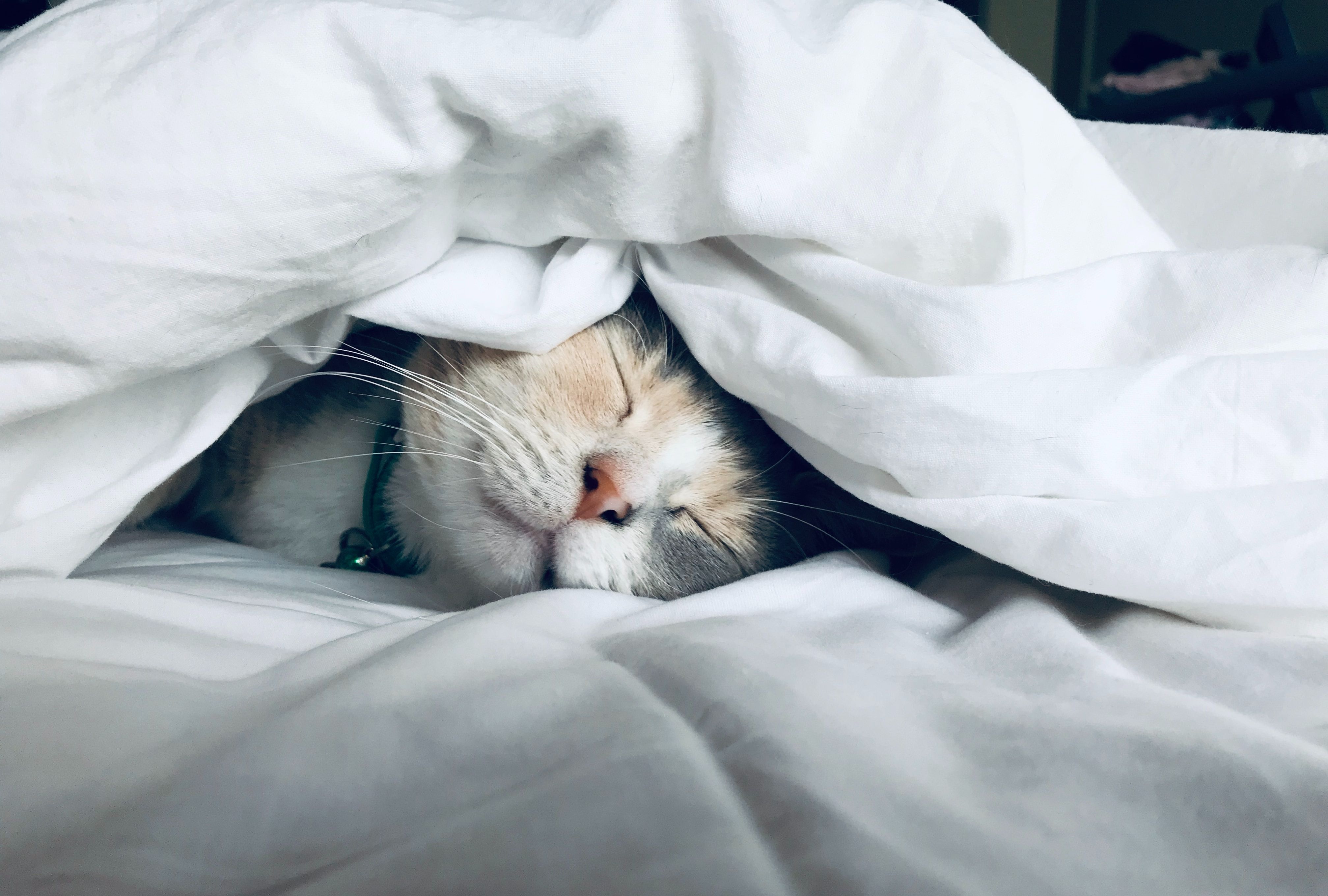 The cat consultants Dubai cat sleeping in bed under covers