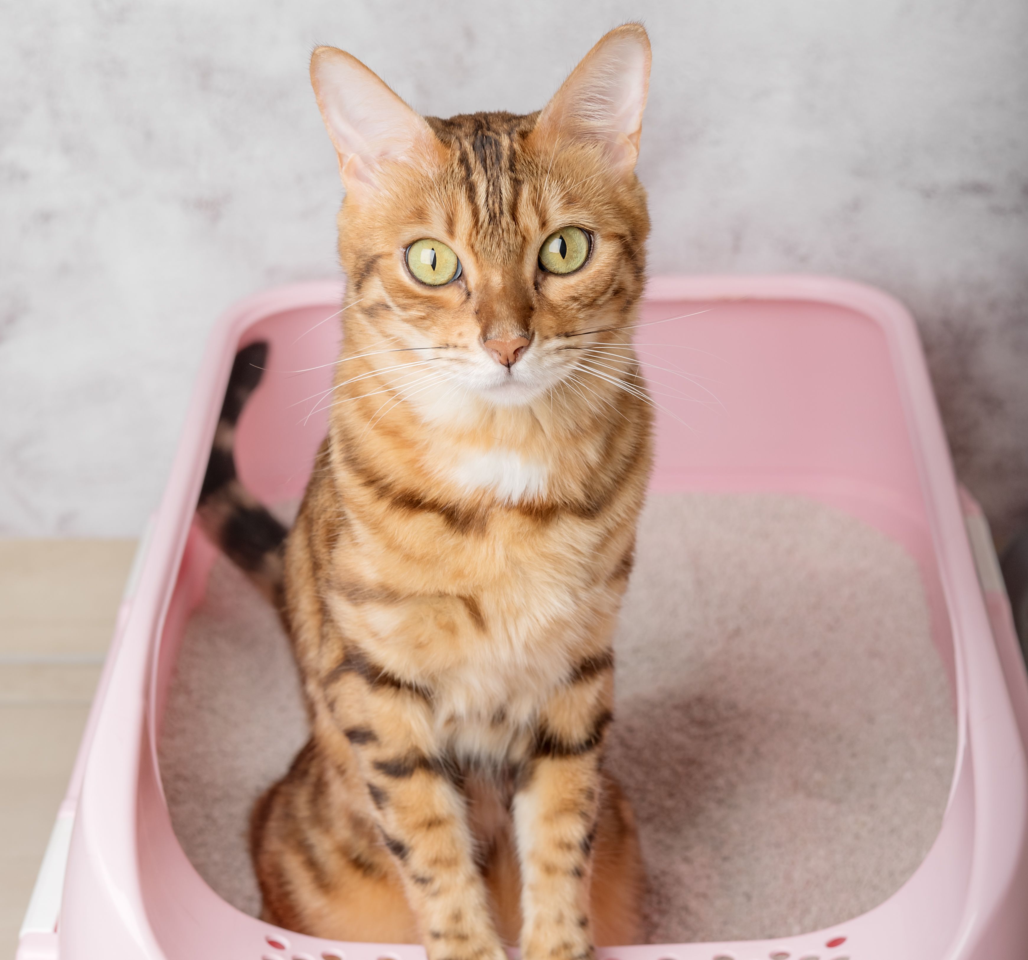 Cat sitting next to litter box