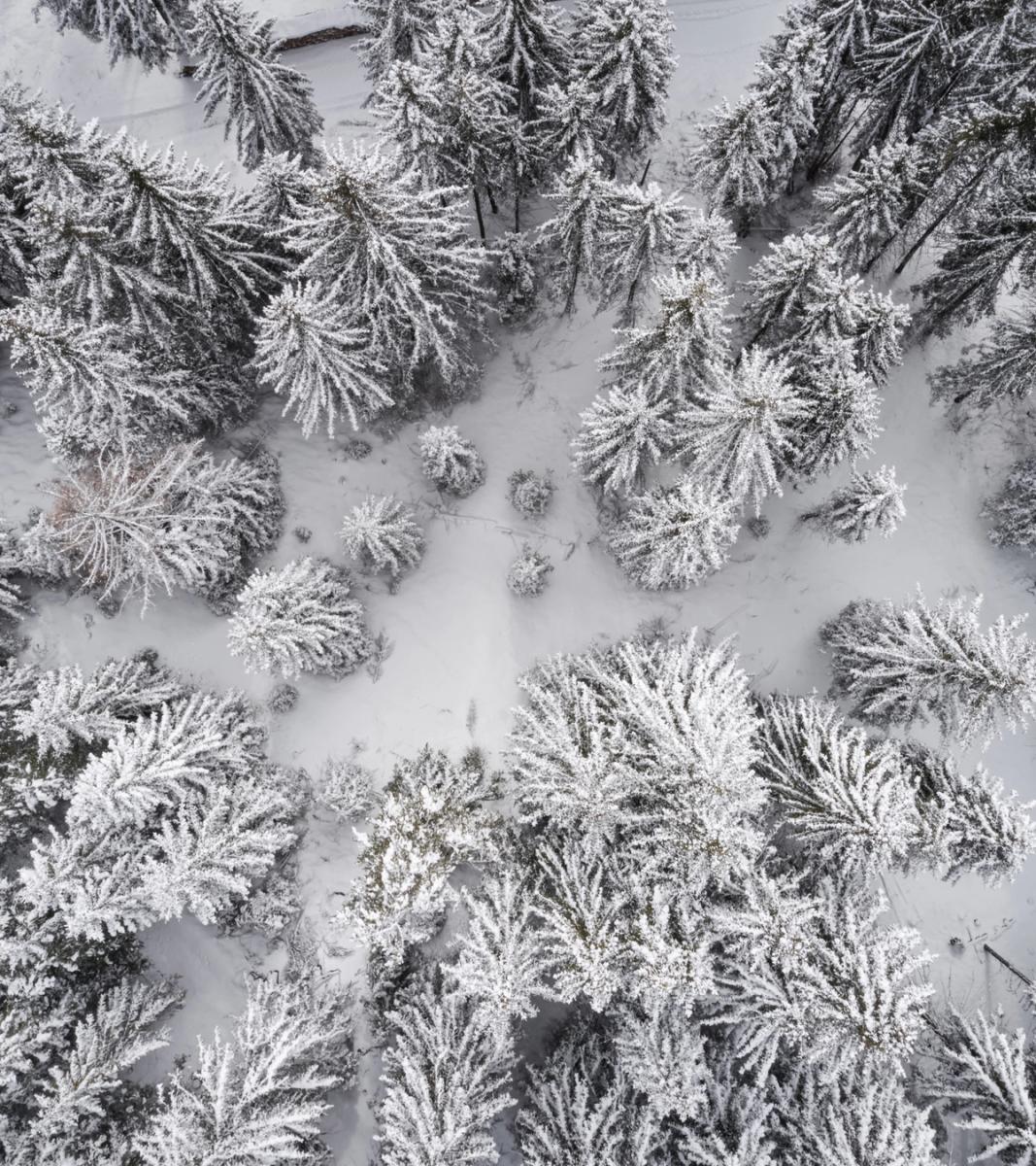 Overlooking Forestis