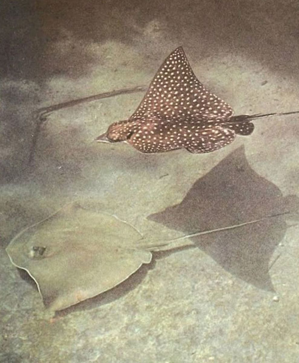 No alt text has been provided for this image