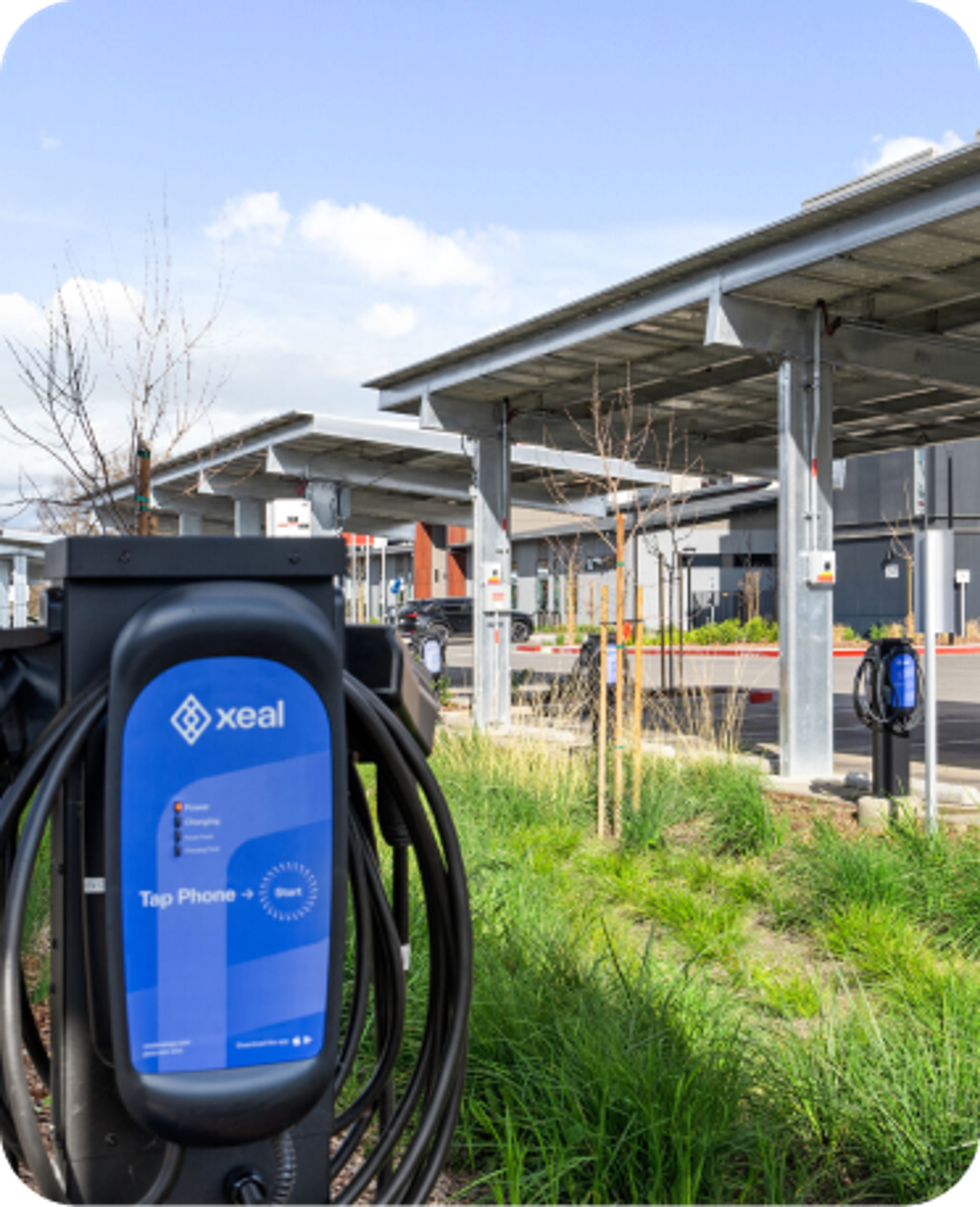 Xeal Charger in grass