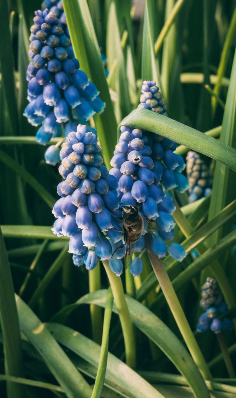 Hoverfly on Muscari